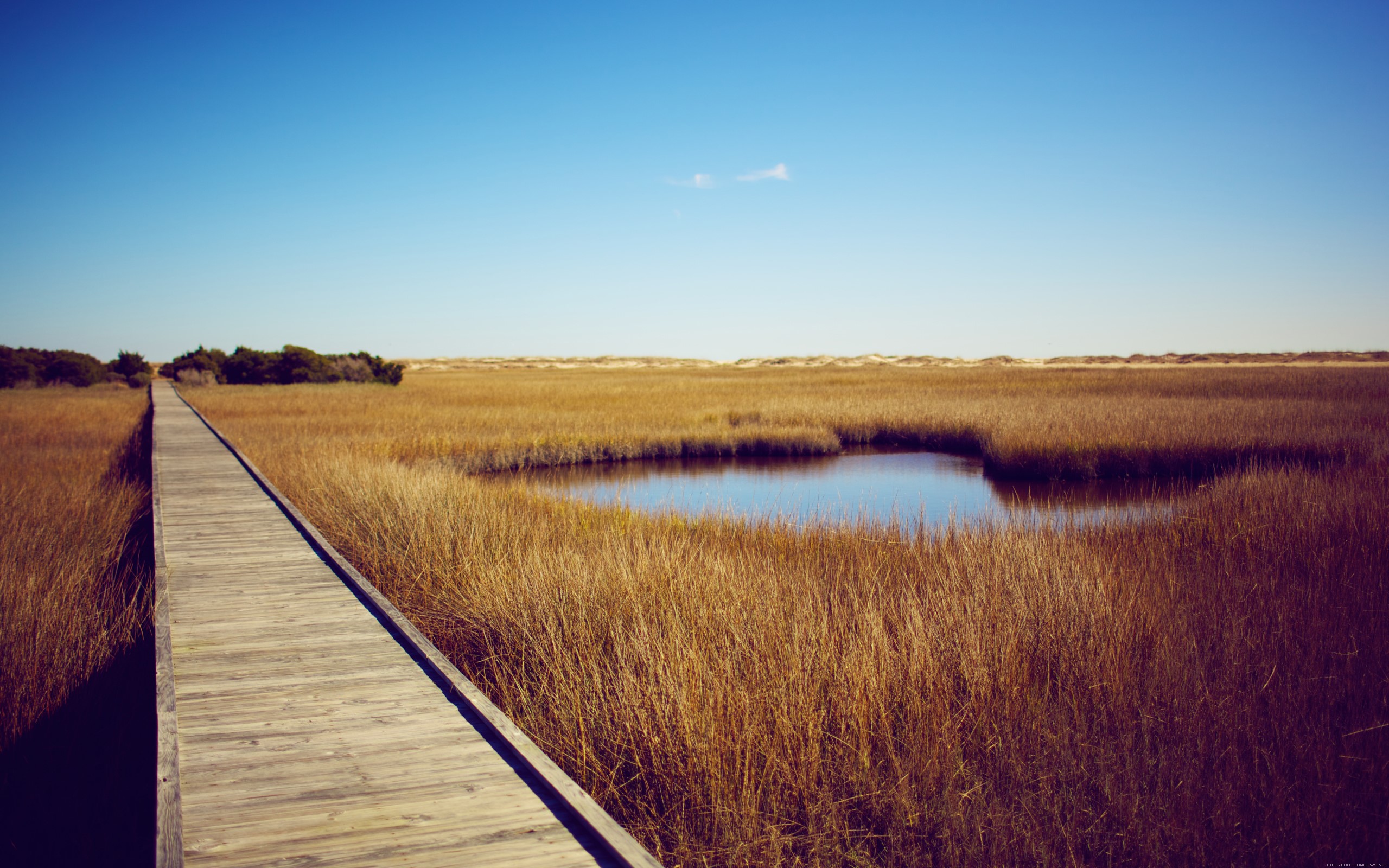 Wooden boardwalk through a marsh with a pond HD Wallpaper