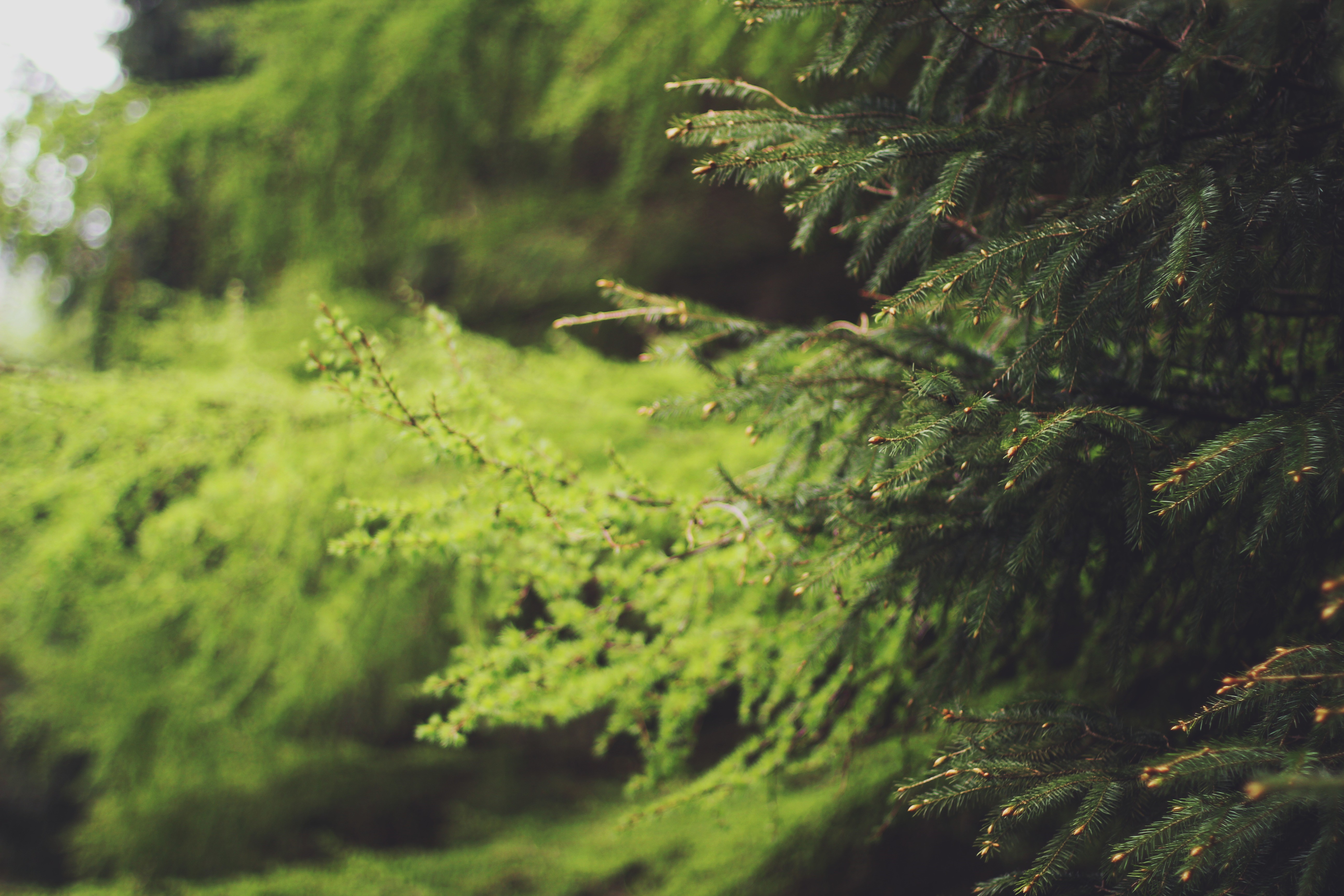 Close-up of Spruce Branches HD Wallpaper