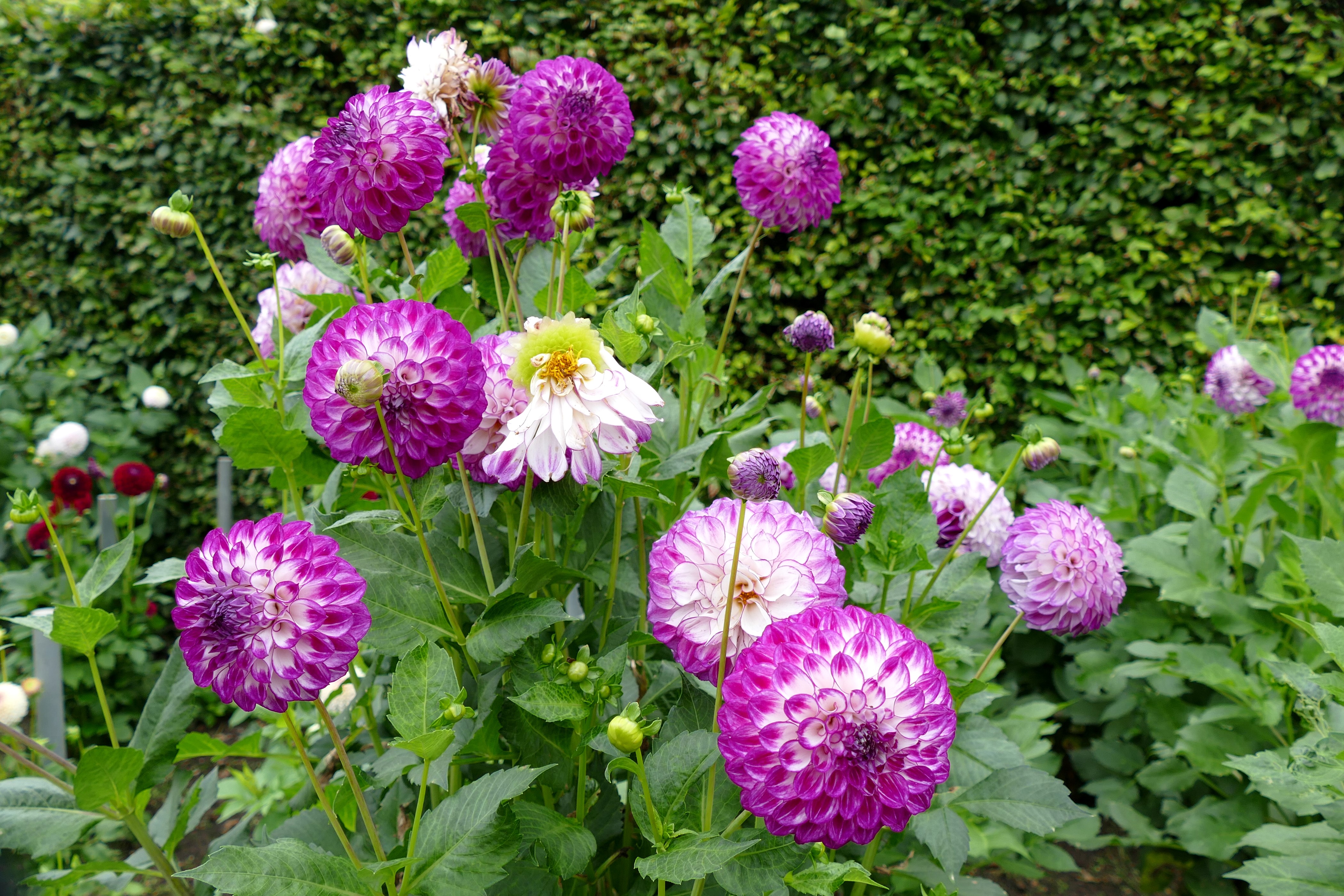 Dahlias and flower buds in a garden HD Wallpaper