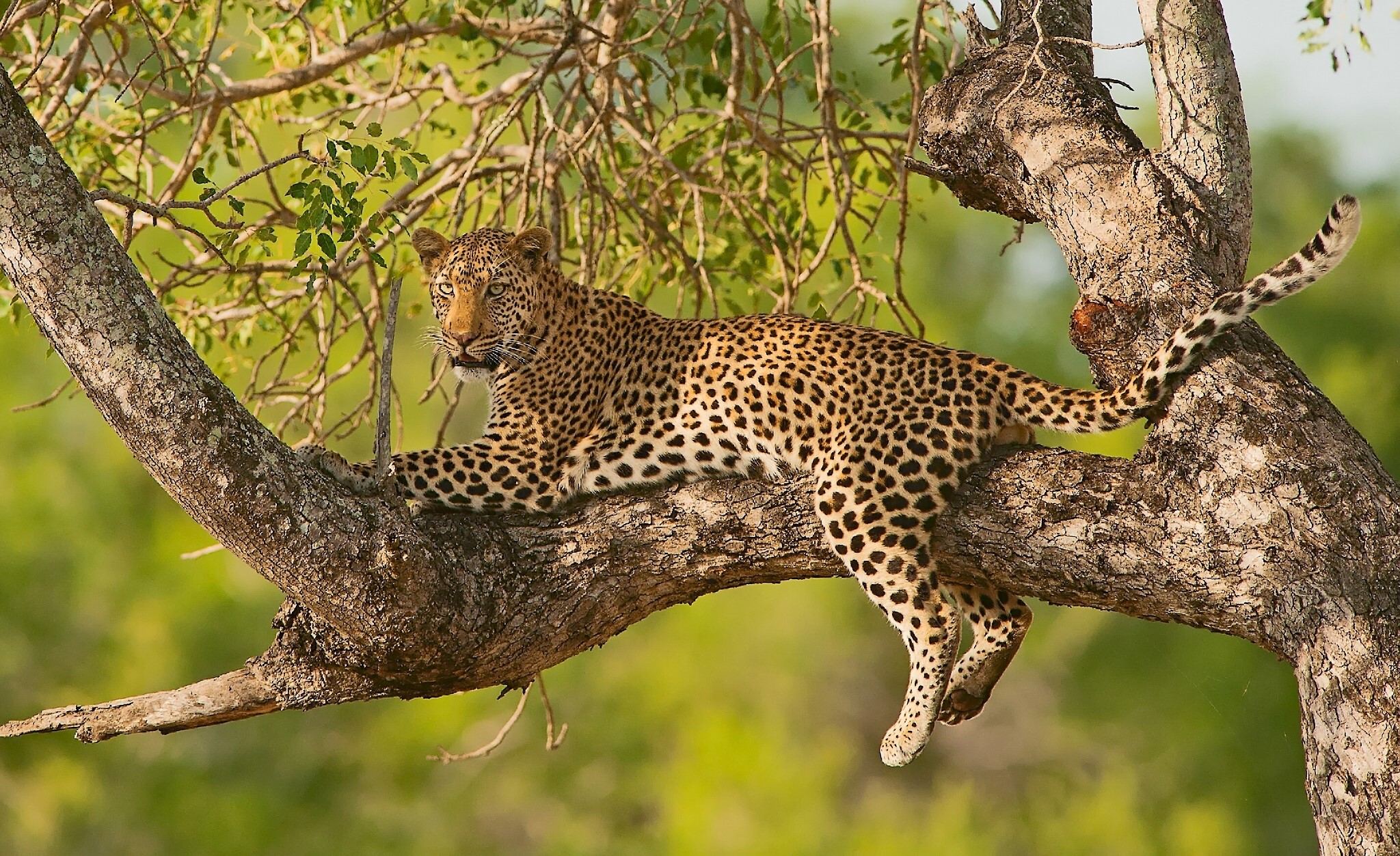 Leopard resting on a tree branch HD Wallpaper