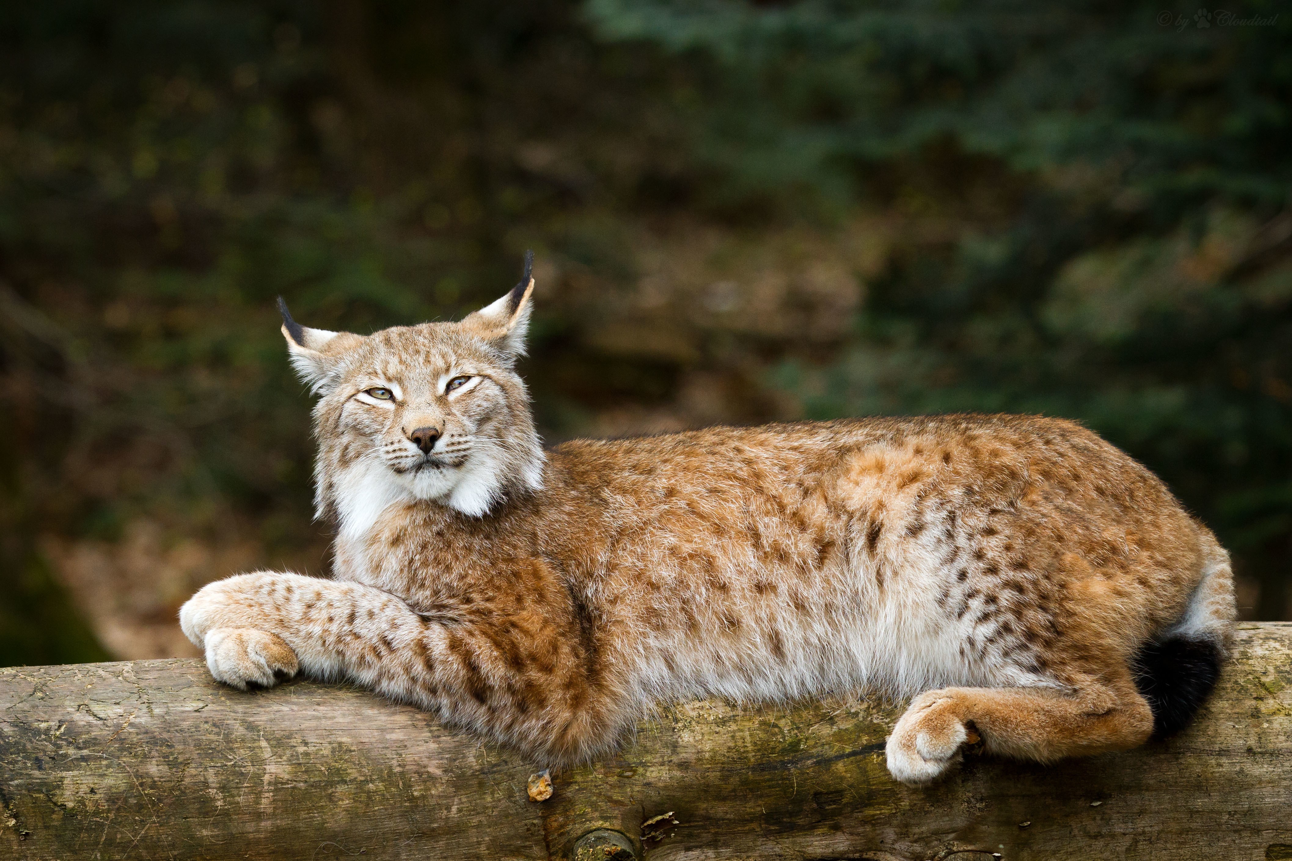 Lynx resting on a log HD Wallpaper