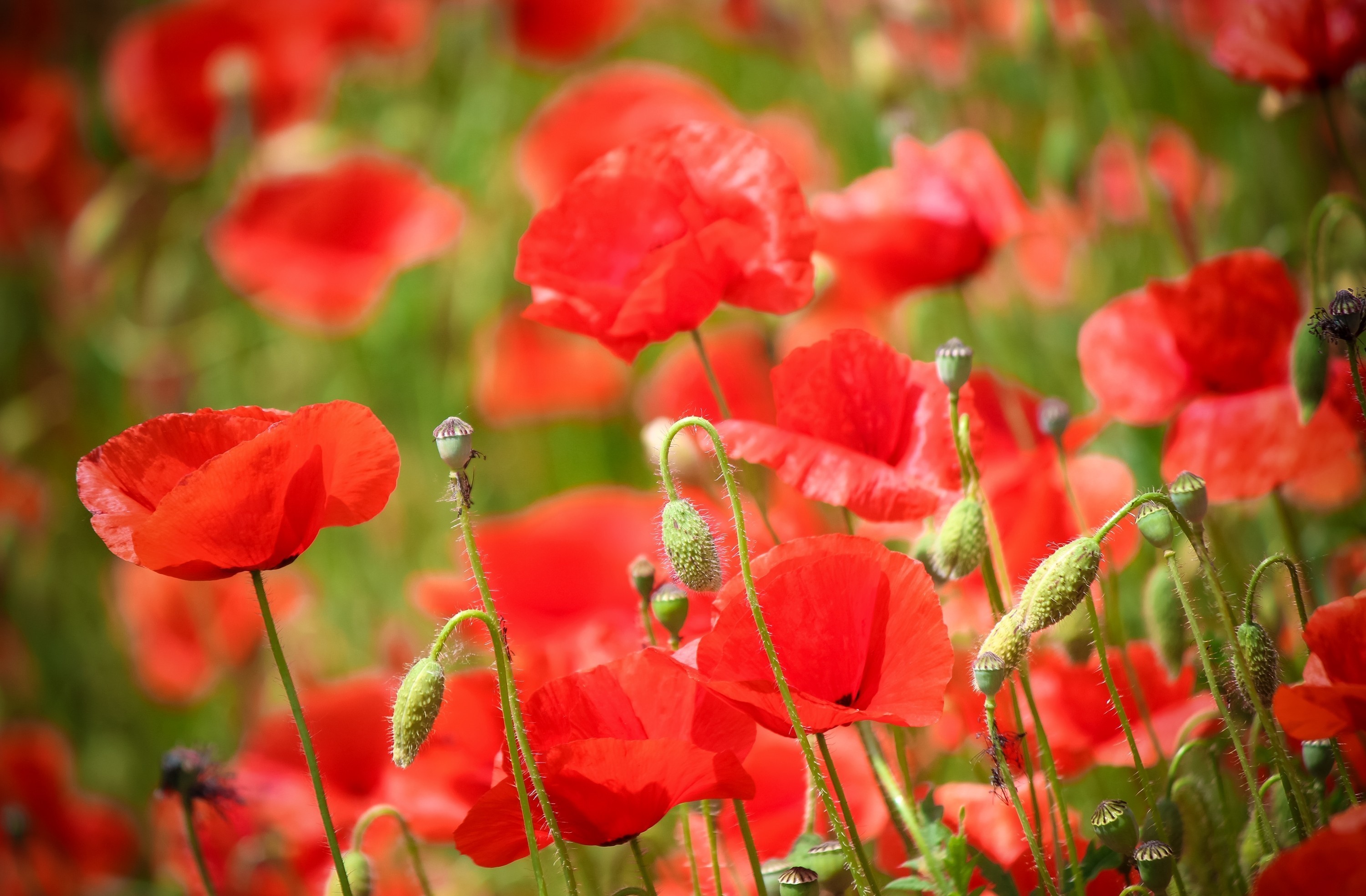 Field of red poppies with green buds HD Wallpaper