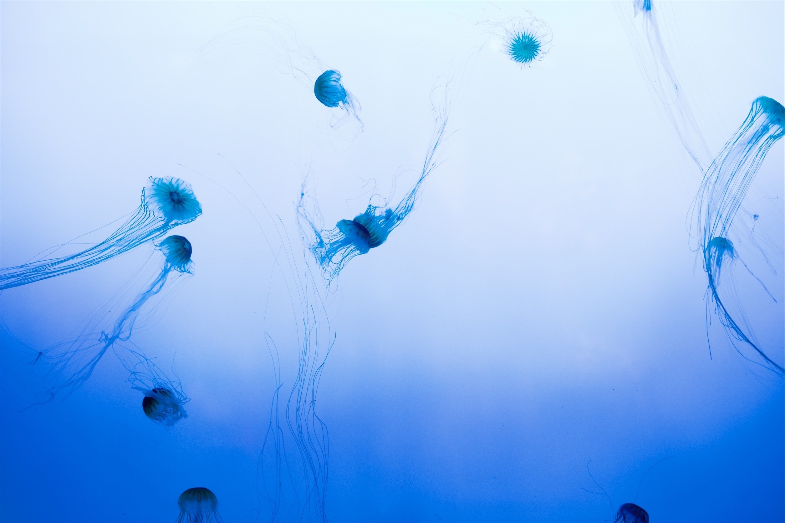 Blue jellyfish swimming in clear blue water HD Wallpaper