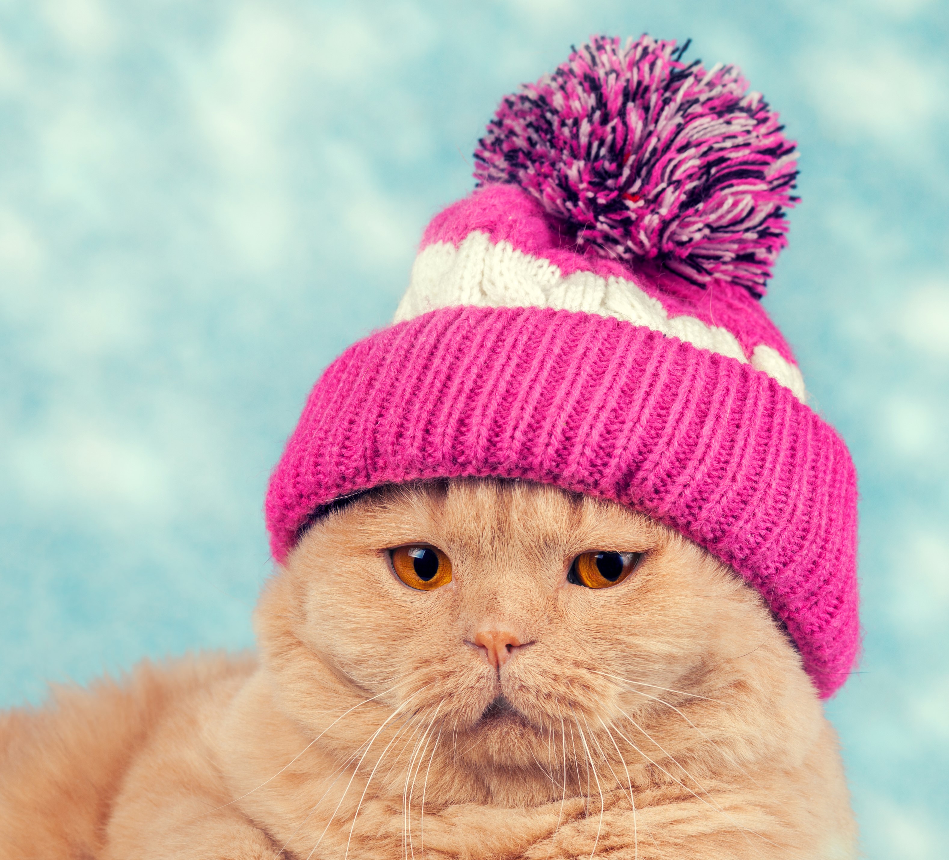 Cat wearing a pink and white winter hat HD Wallpaper