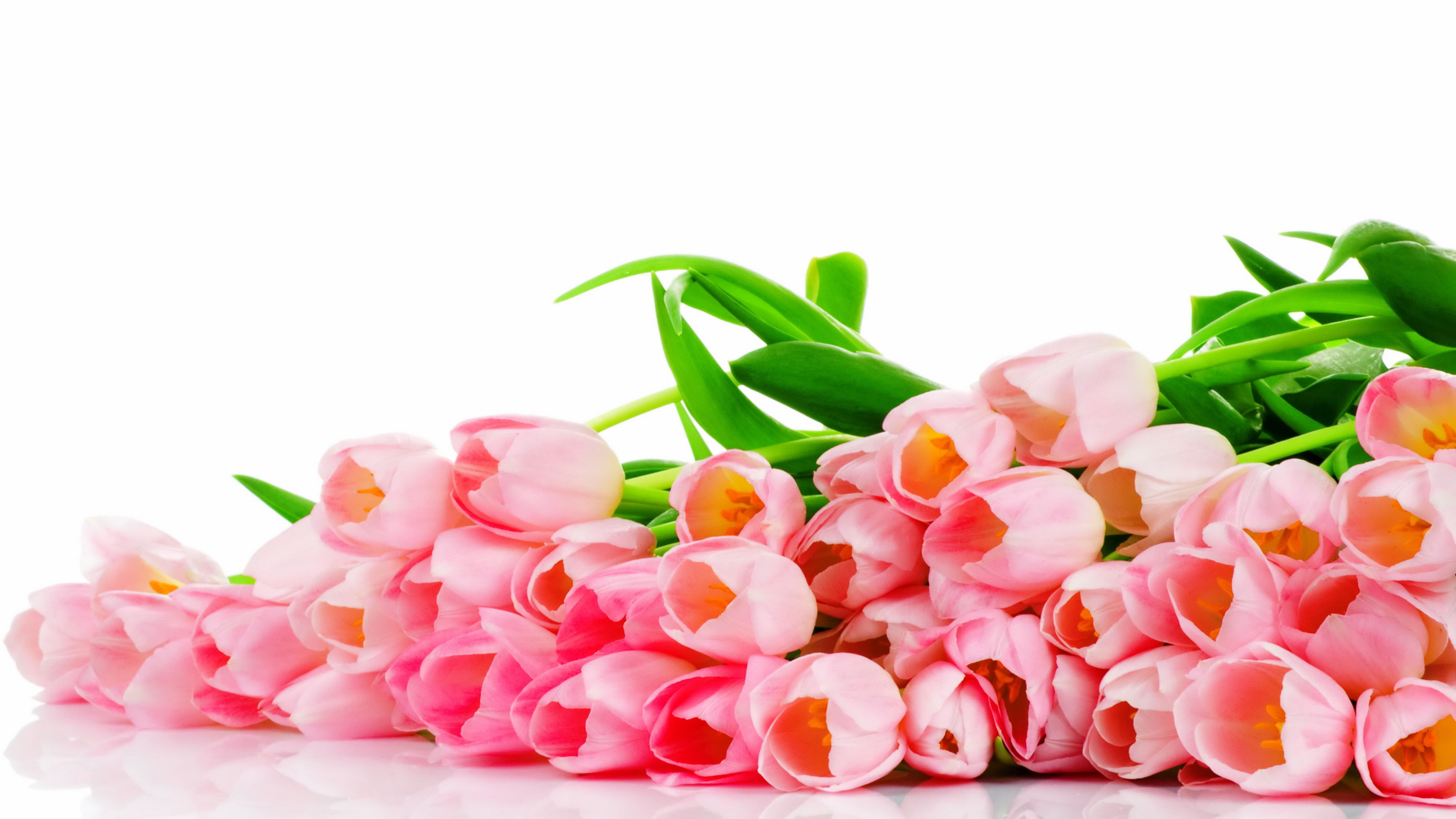 Many Pink Tulips HD Wallpaper