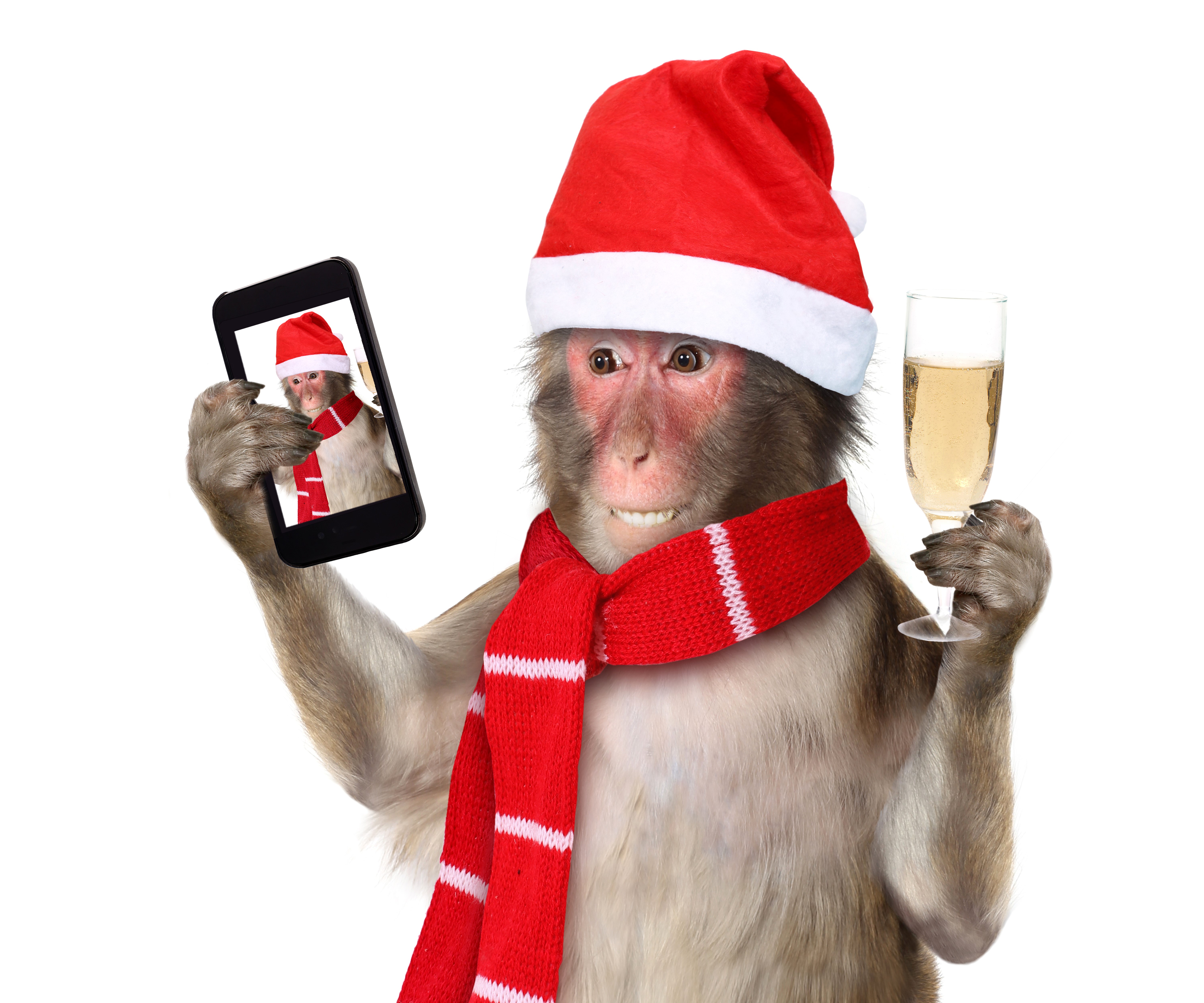 Monkey in Santa hat taking a selfie with champagne HD Wallpaper