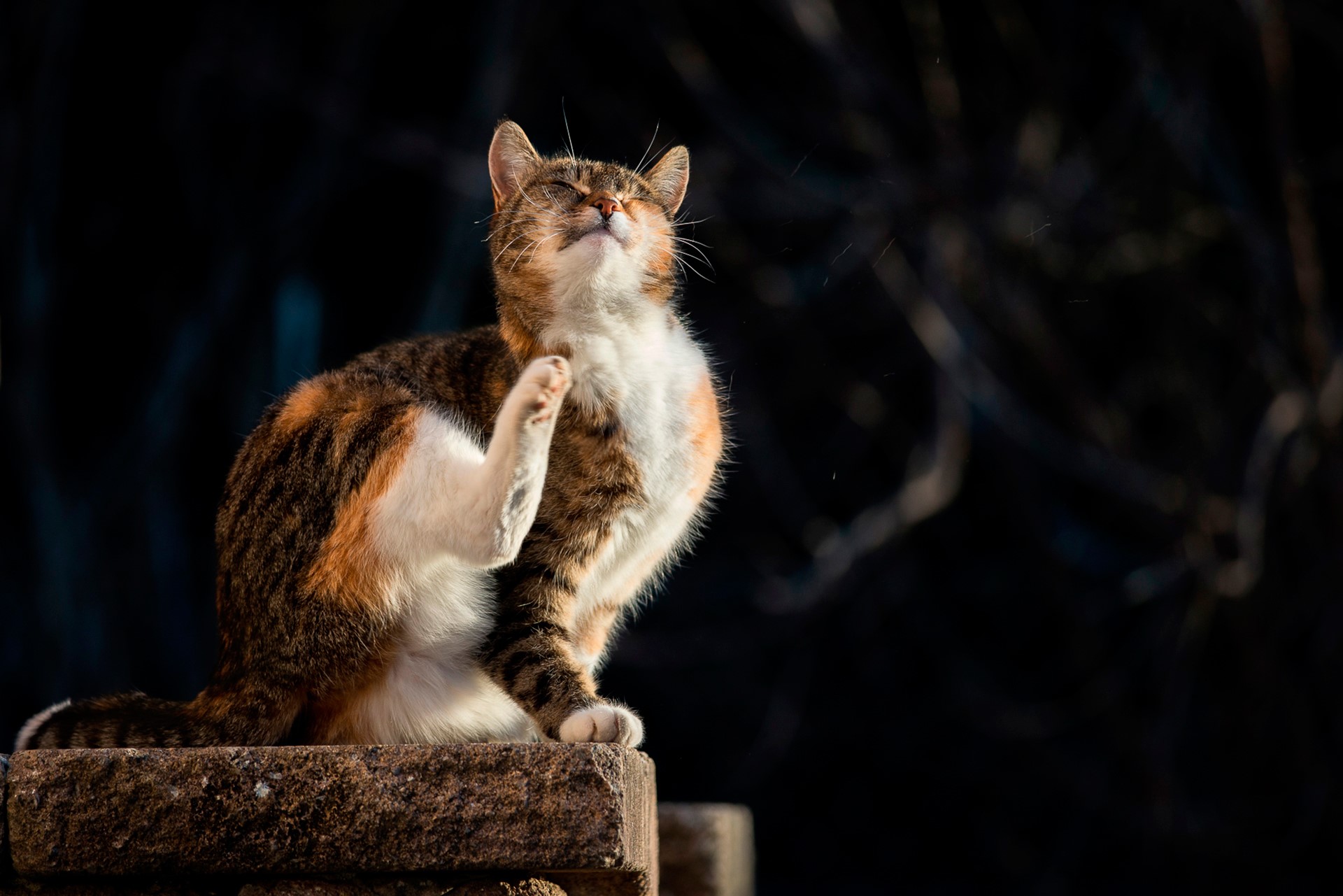 Calico cat scratching itself outdoors HD Wallpaper