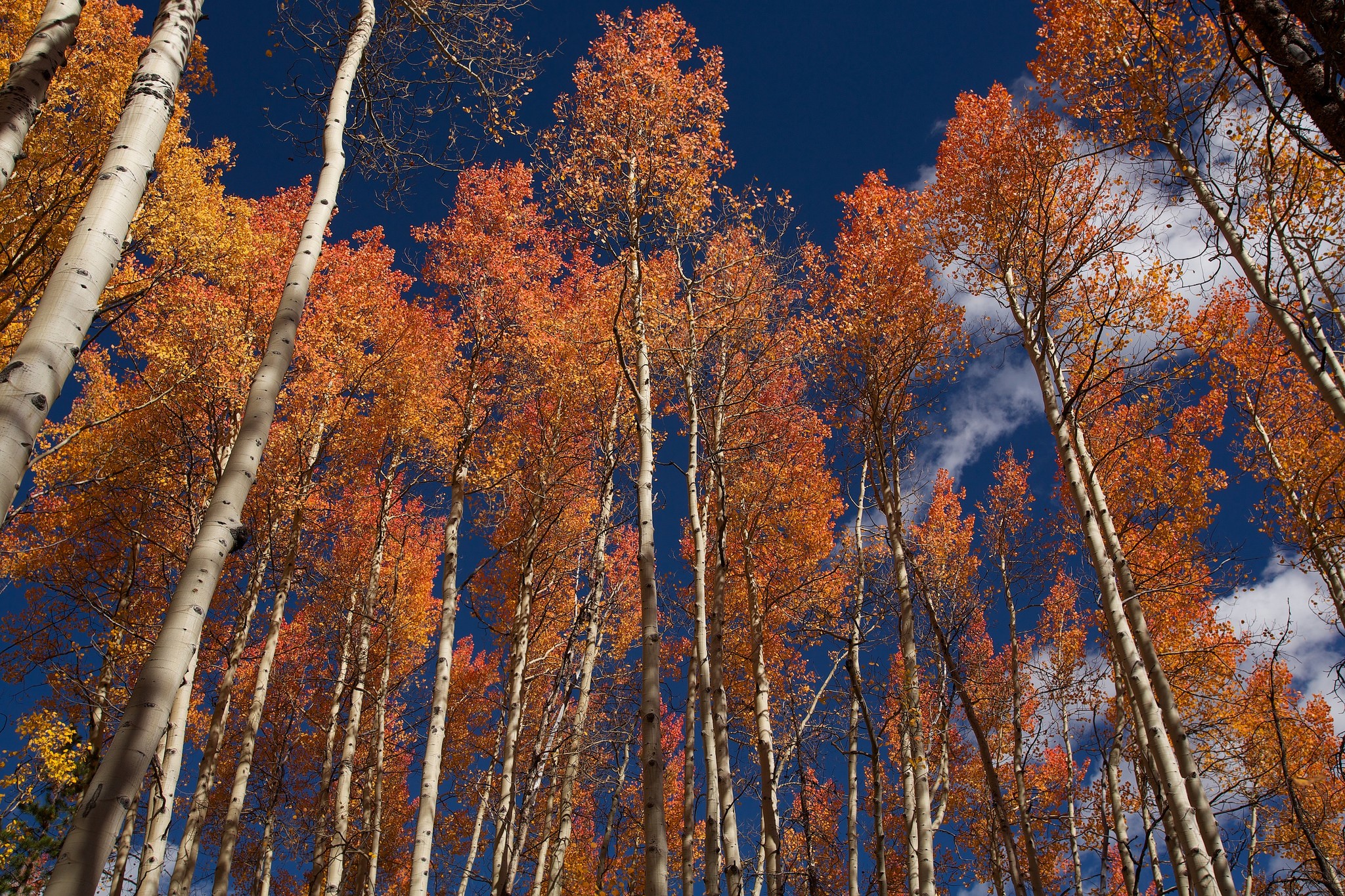 Aspen trees in autumn with orange leaves HD Wallpaper