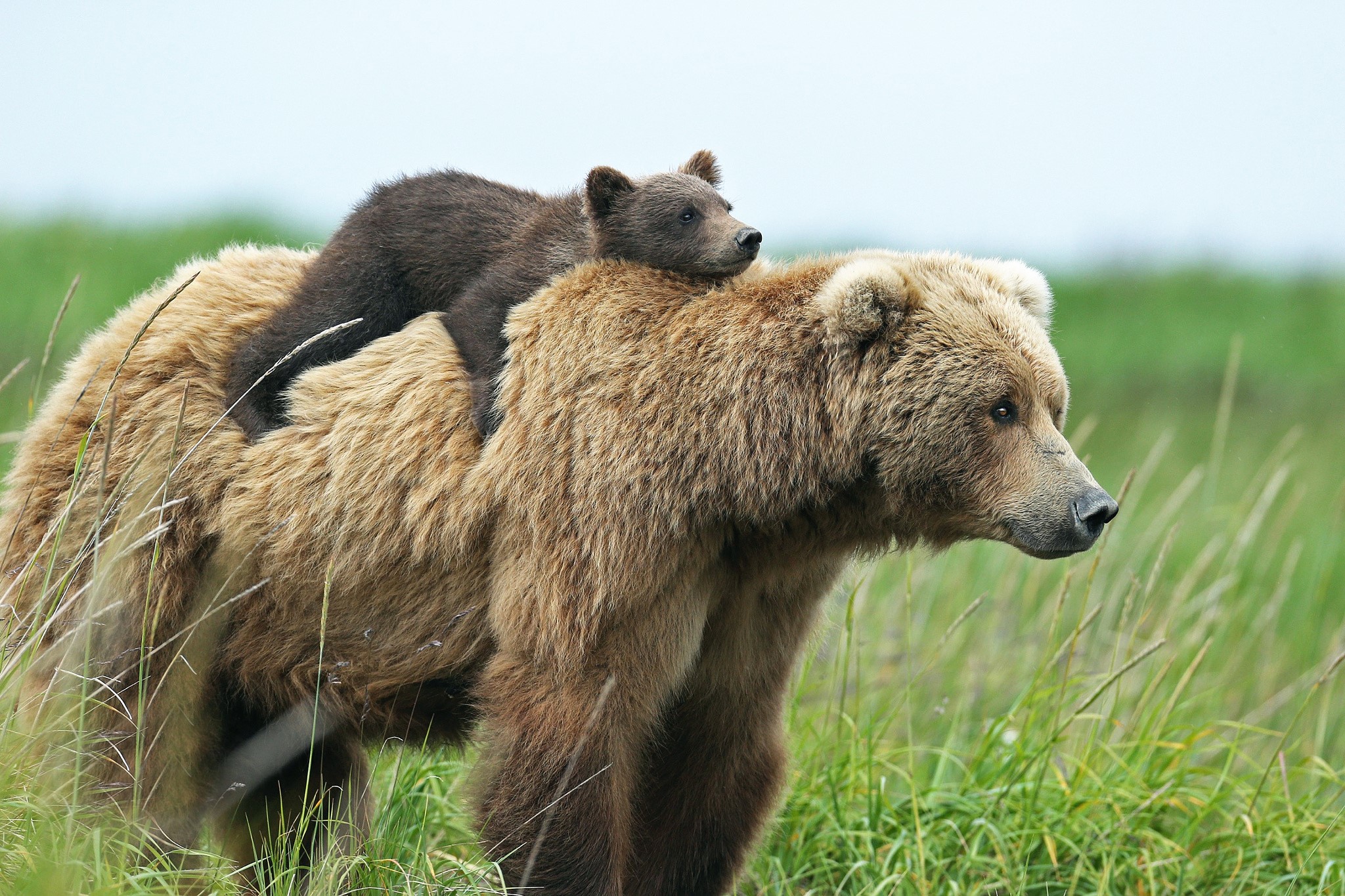 Brown bear with cub on its back in grassy field HD Wallpaper