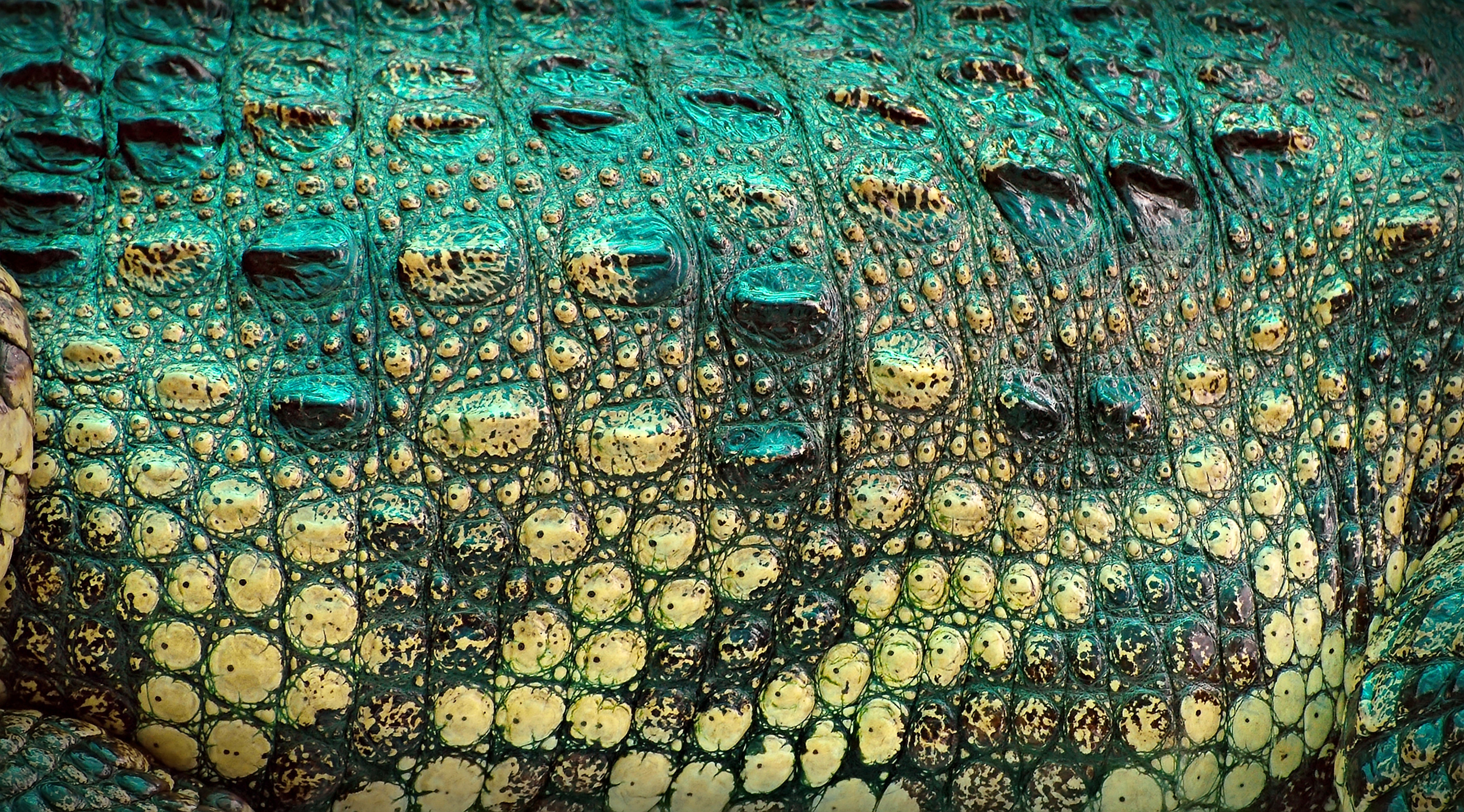 Crocodile skin texture 4K HD Wallpaper