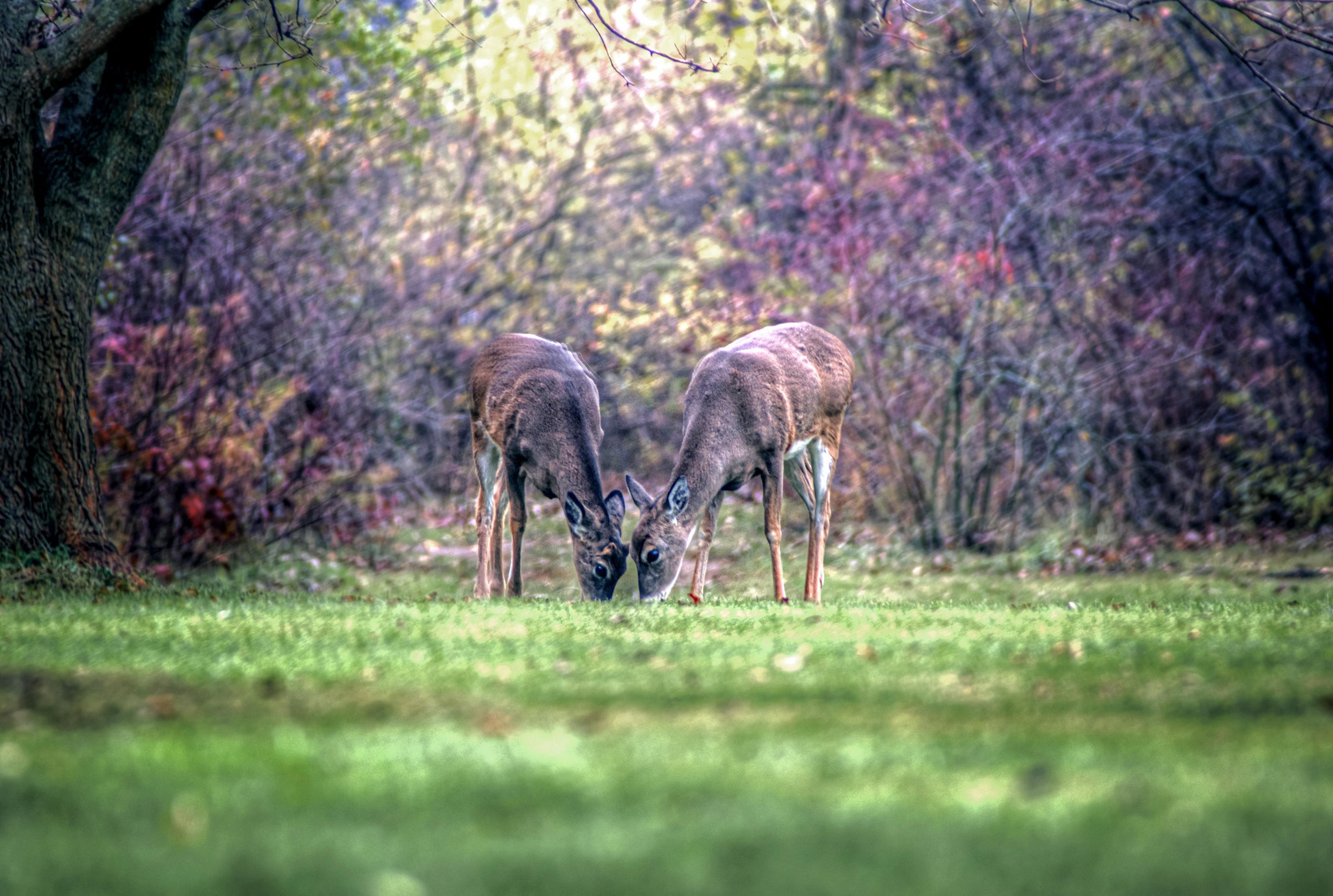 Two deer grazing in a forest clearing HD Wallpaper