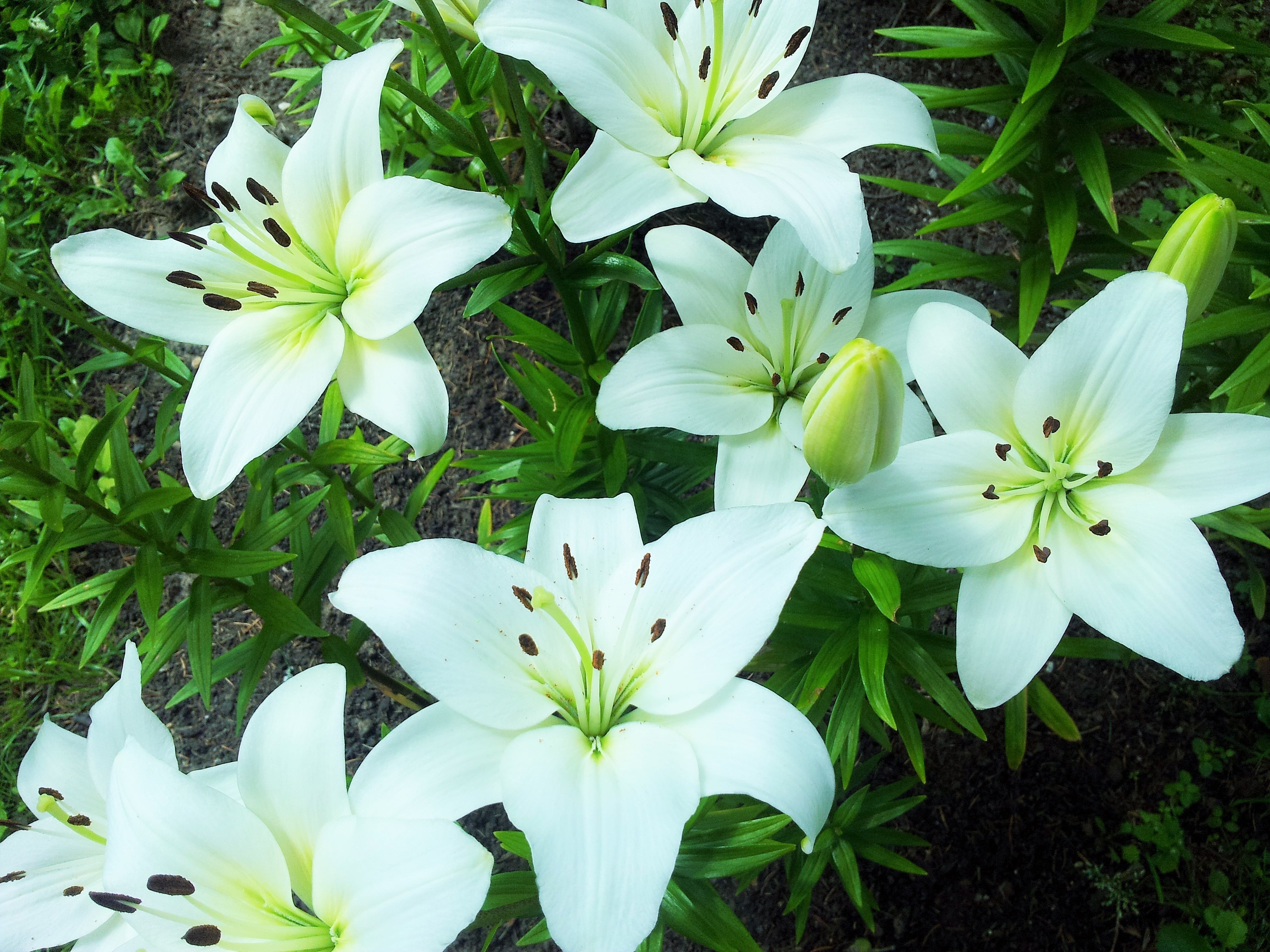 White lilies blooming in a garden HD Wallpaper
