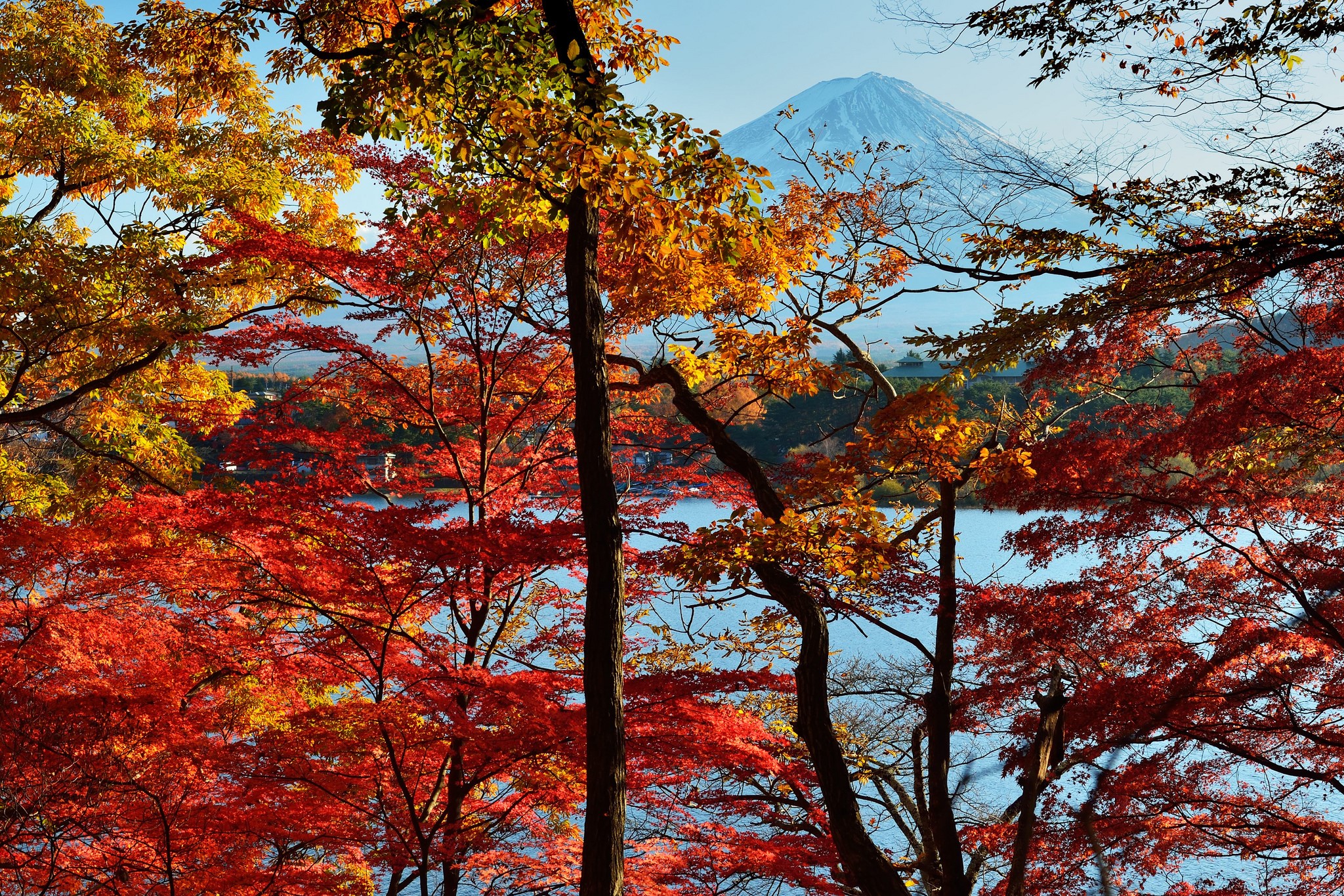 Mount Fuji and autumn trees by a lake in Japan HD Wallpaper