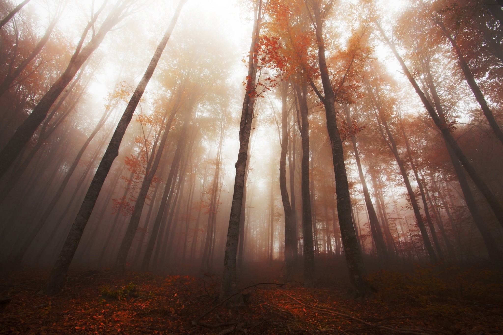 Misty forest with autumn trees and fallen leaves HD Wallpaper