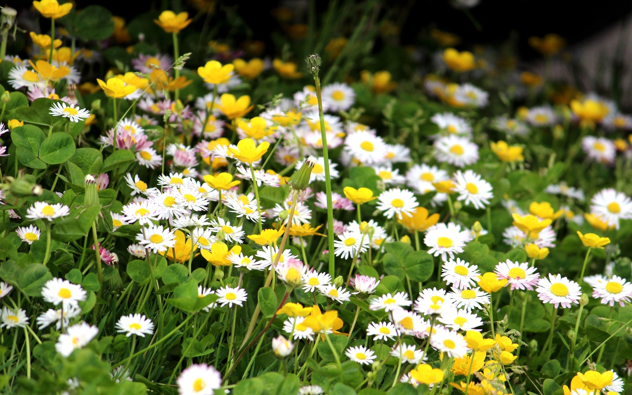 Field of daisies and buttercups HD Wallpaper