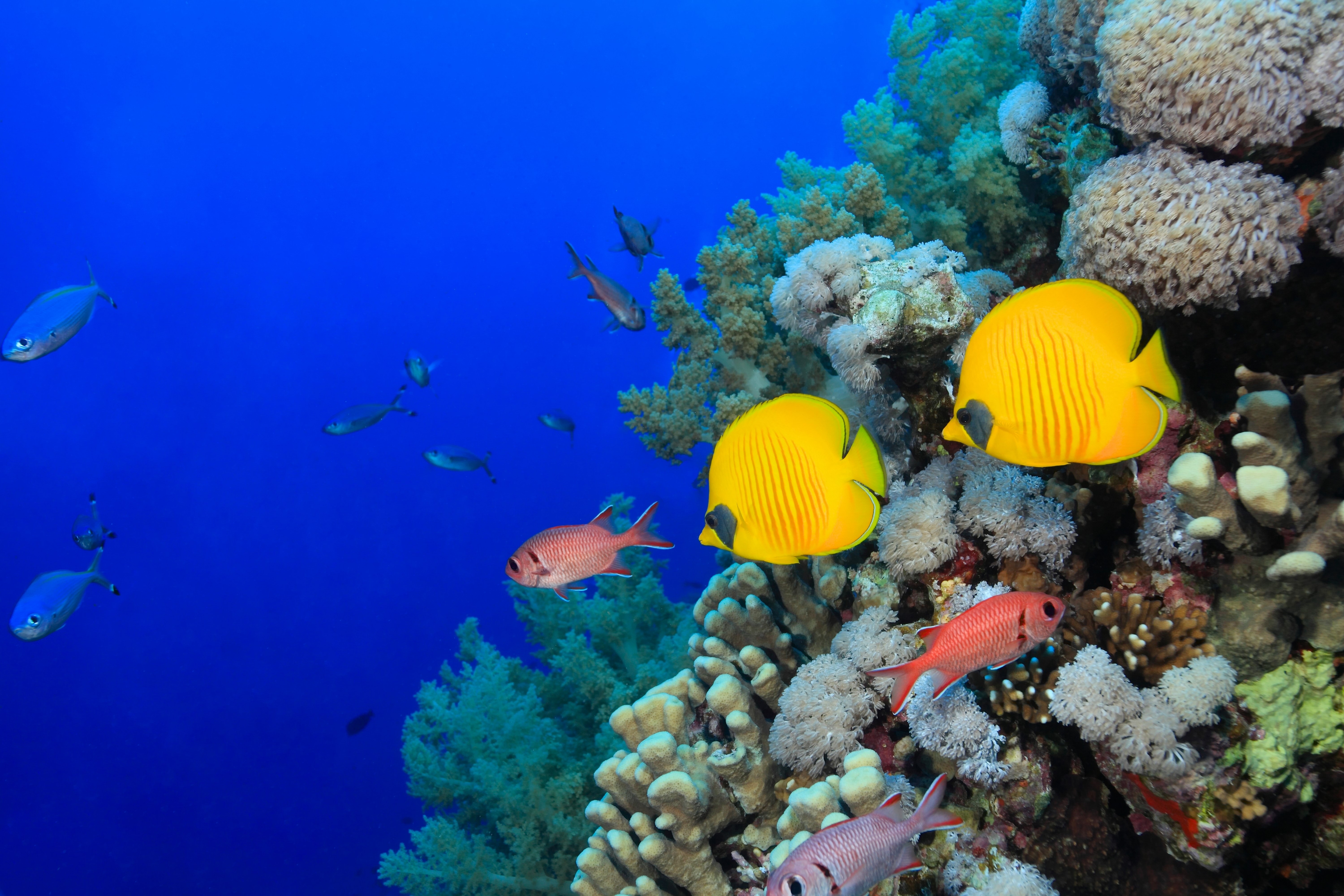 Underwater world with fish and corals HD Wallpaper