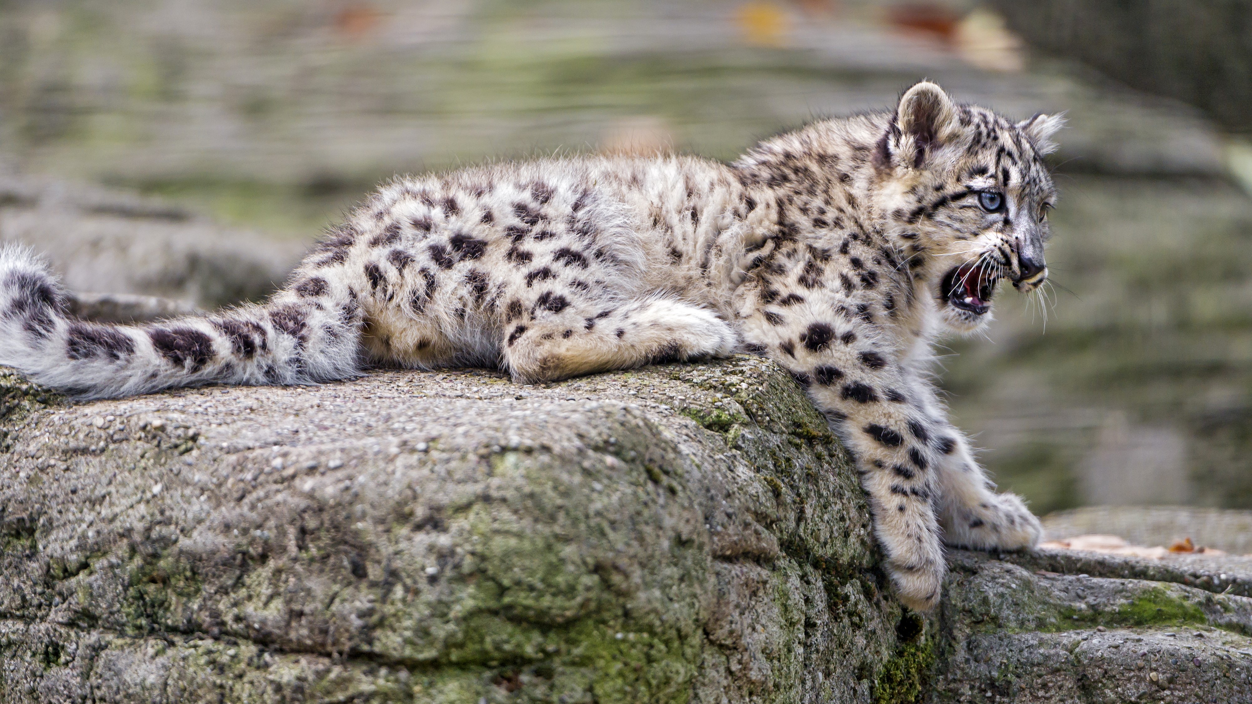 Snow leopard cub on rocks HD Wallpaper