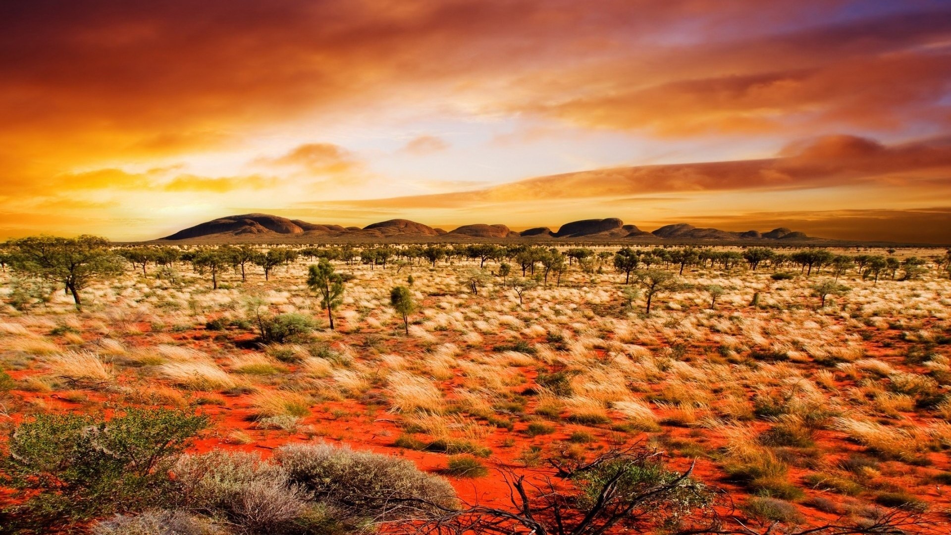 Desert landscape with acacia trees and mountains at sunset HD Wallpaper