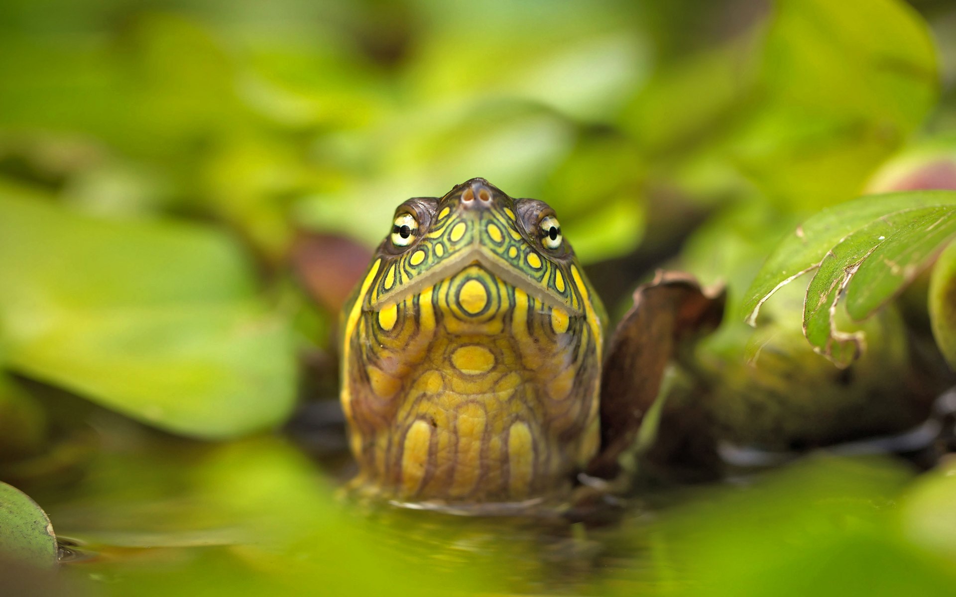 Turtle head emerging from green water plants HD Wallpaper
