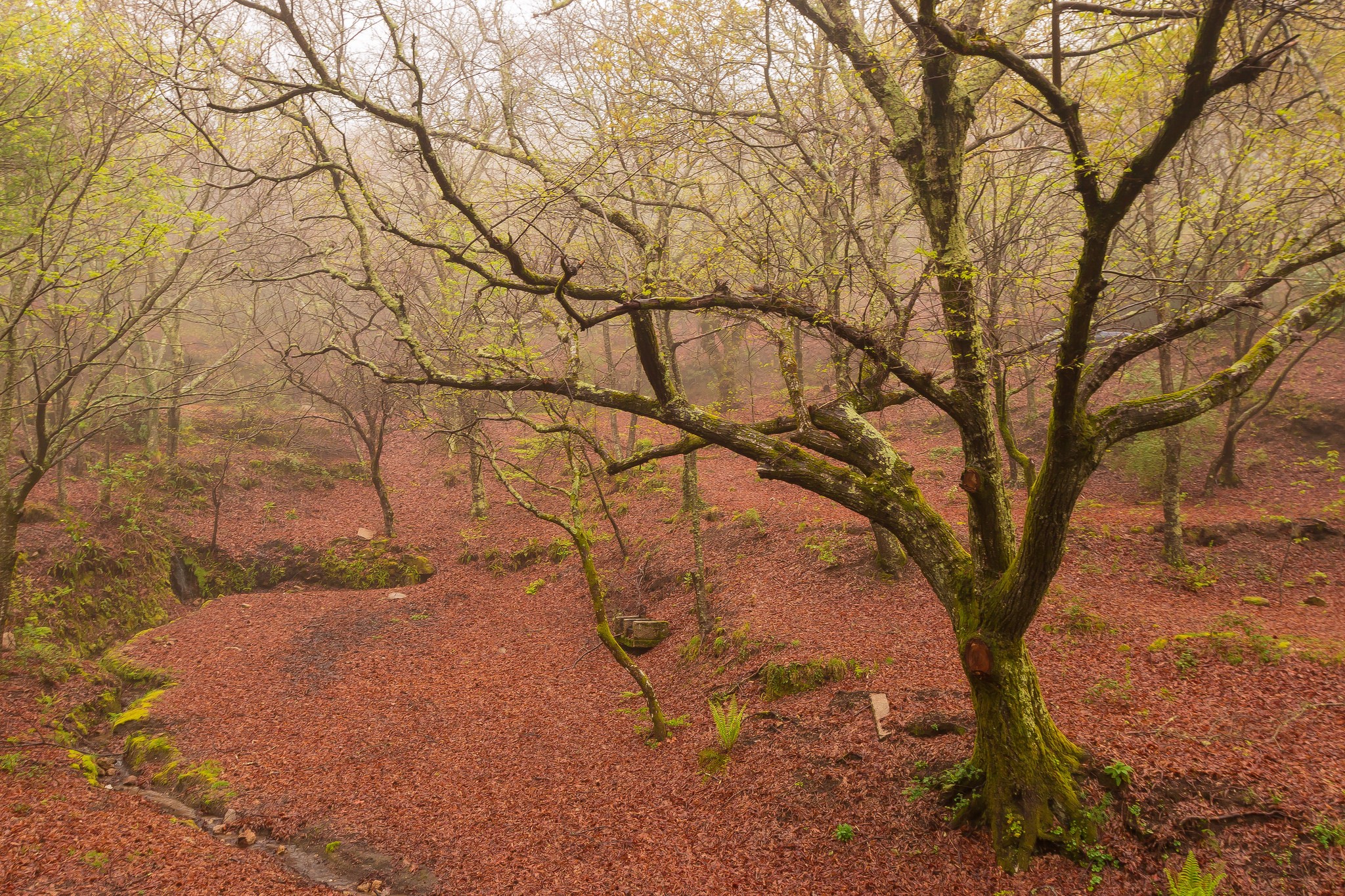 Misty forest floor covered in fallen leaves with bare trees HD Wallpaper