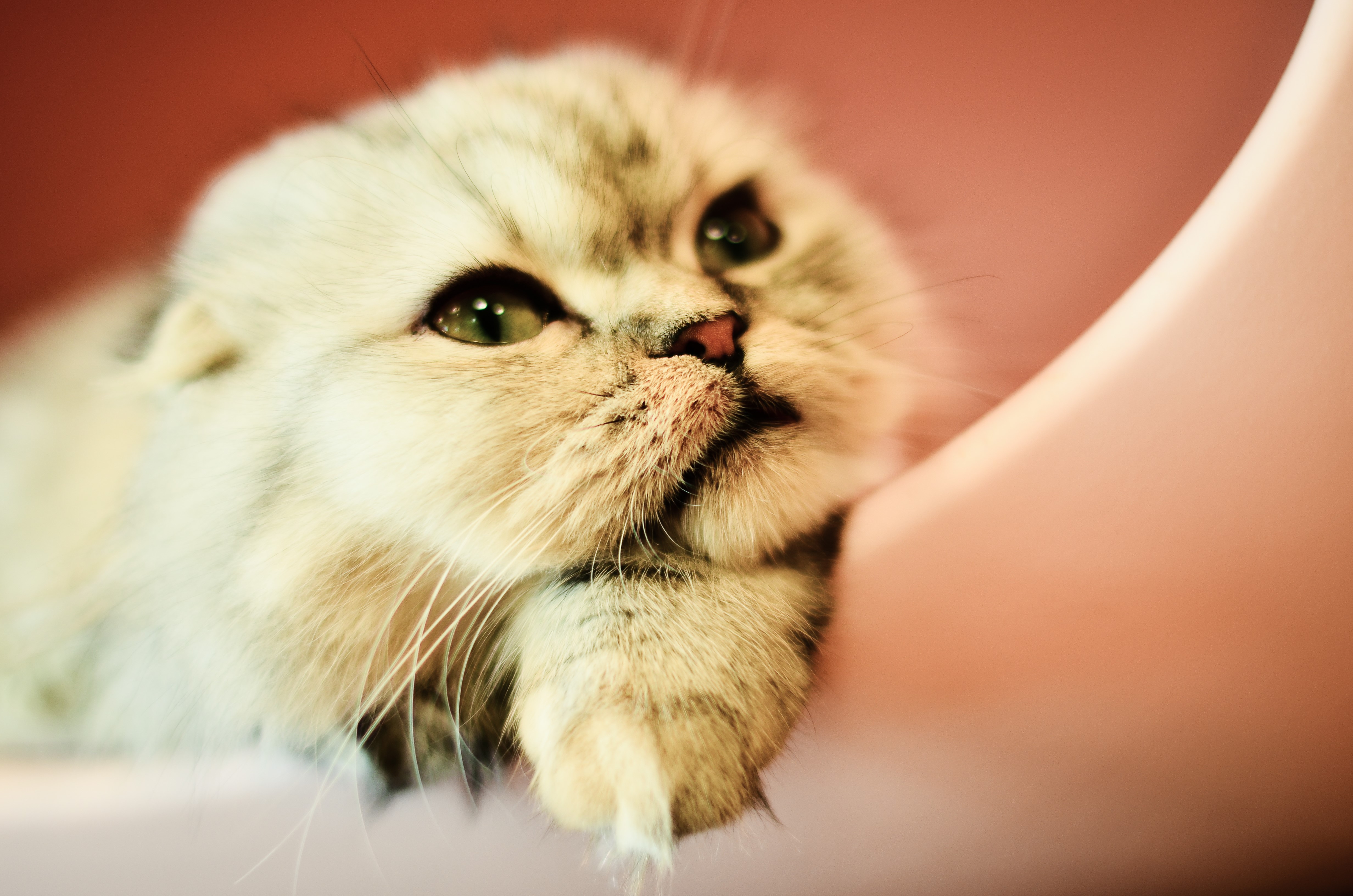 Scottish Fold Cat Looking Up HD Wallpaper