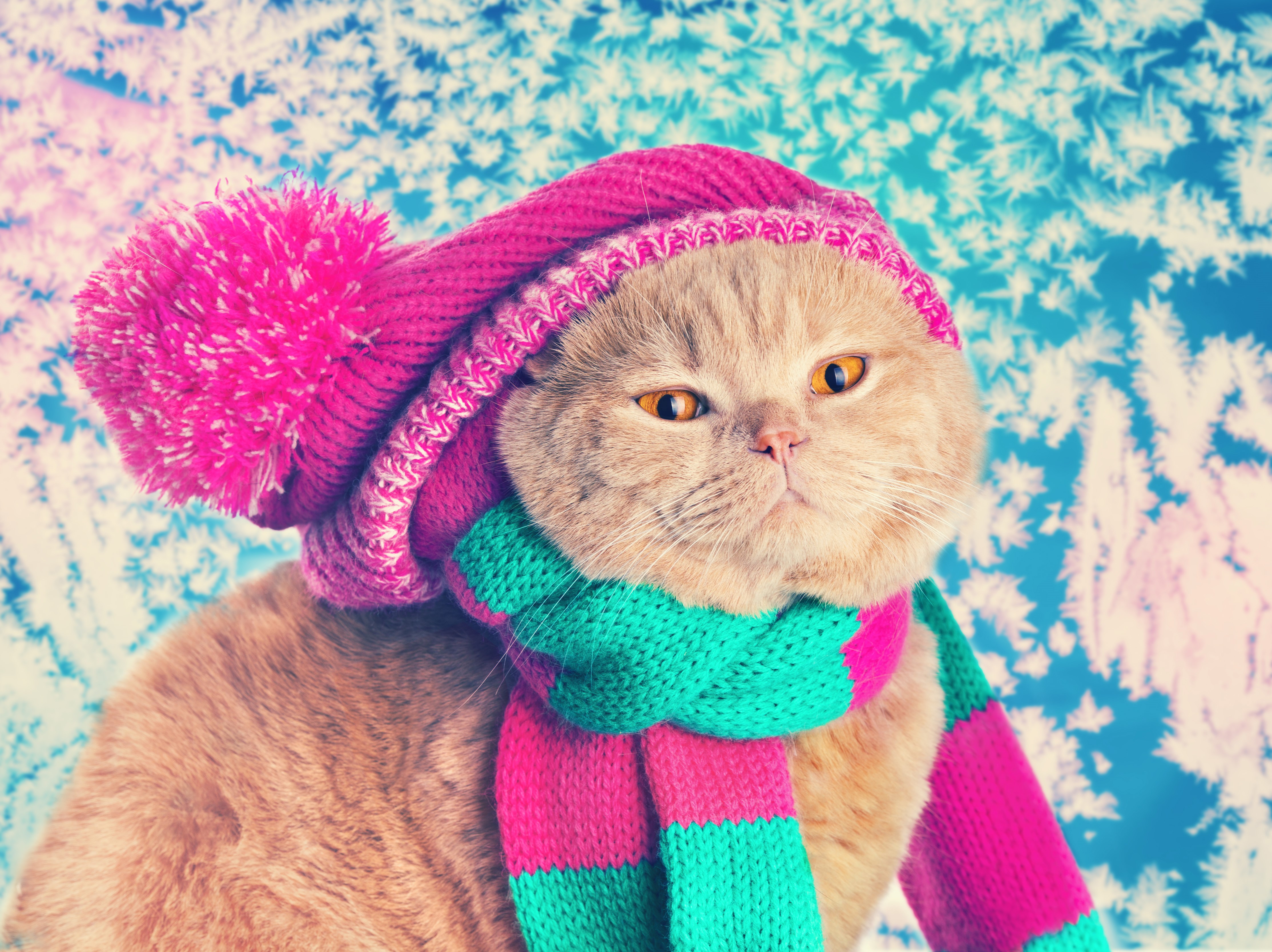 Cat wearing a winter hat and scarf HD Wallpaper