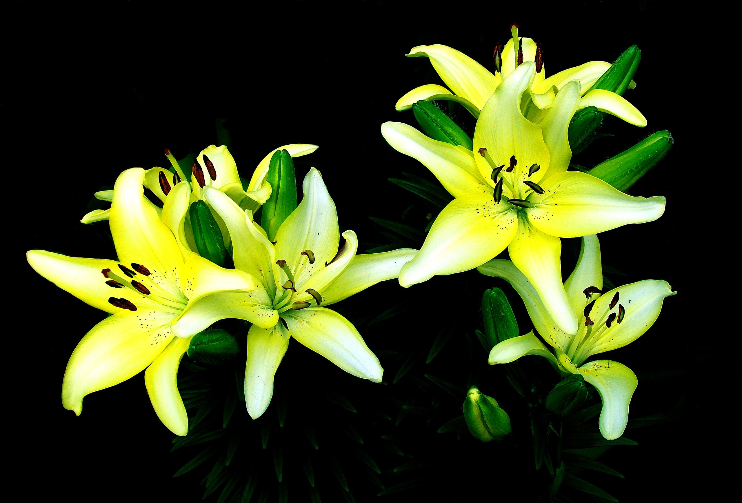 Yellow lilies on a black background HD Wallpaper
