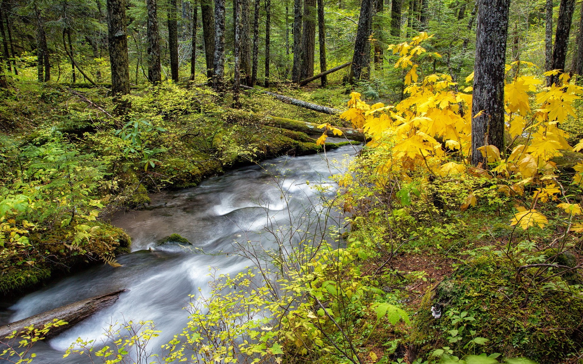 Stream flowing through a forest with autumn leaves HD Wallpaper