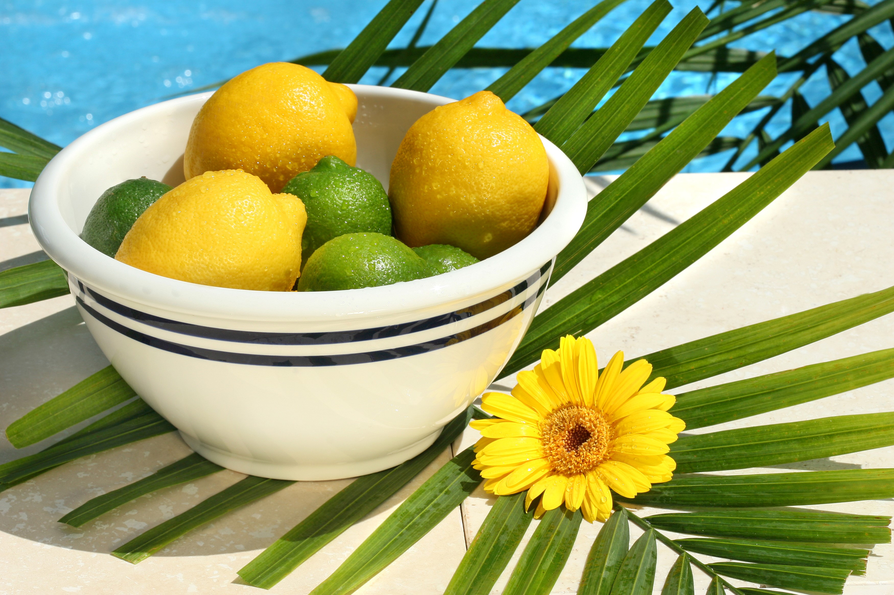 Bowl of lemons and limes with a yellow gerbera daisy HD Wallpaper
