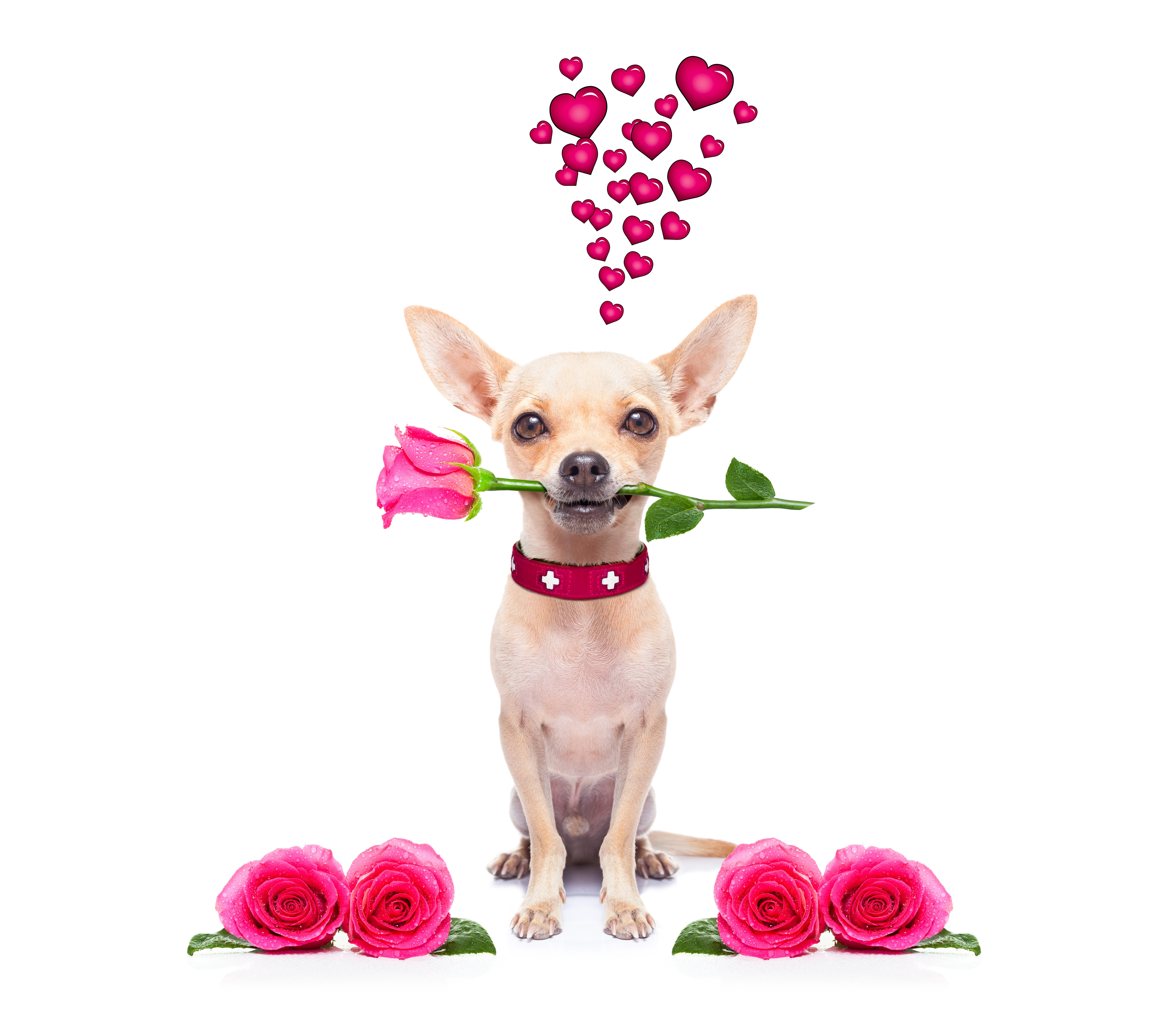 Chihuahua with Rose and Pink Hearts HD Wallpaper