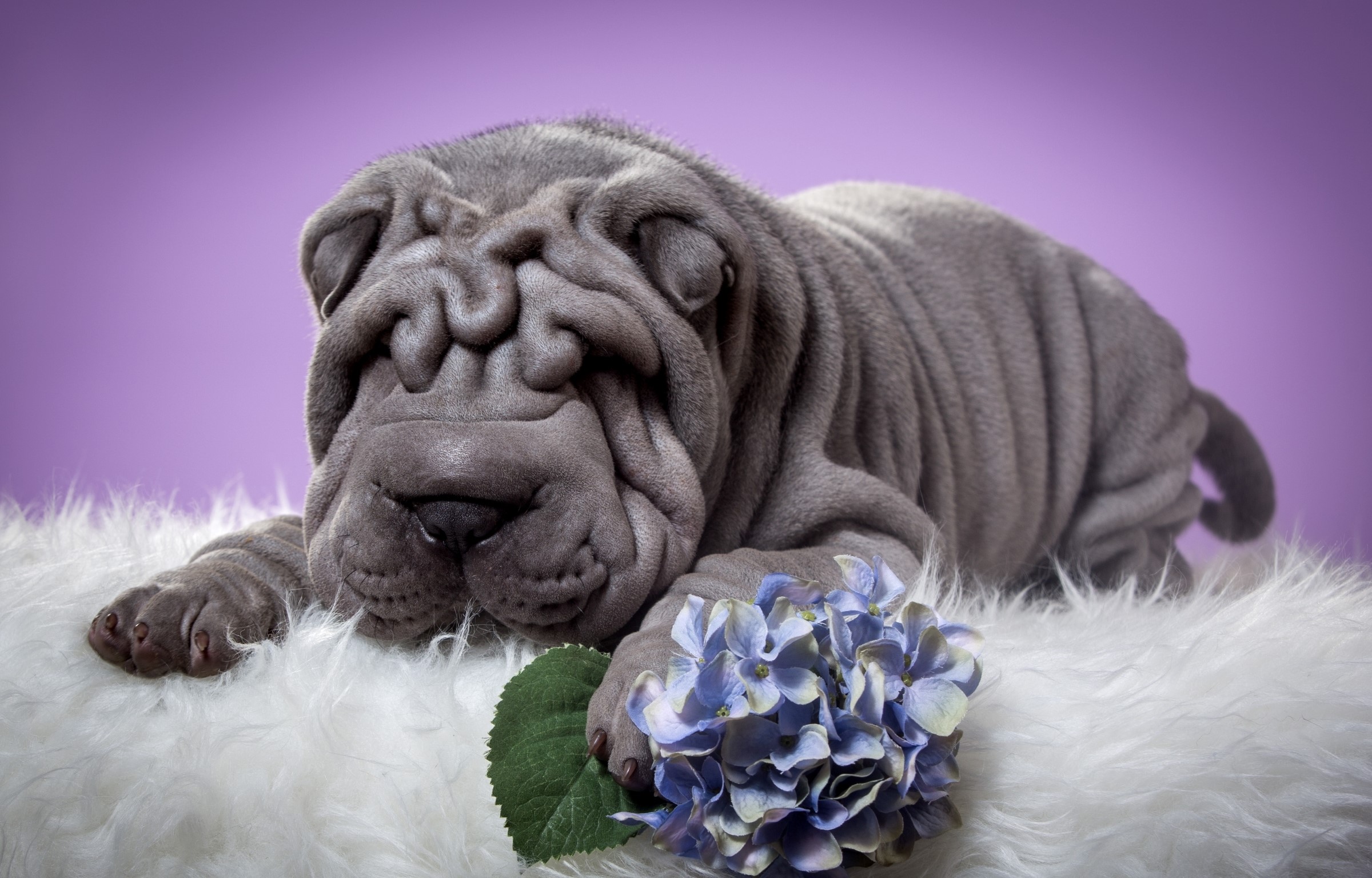 Shar Pei puppy with blue hydrangea HD Wallpaper