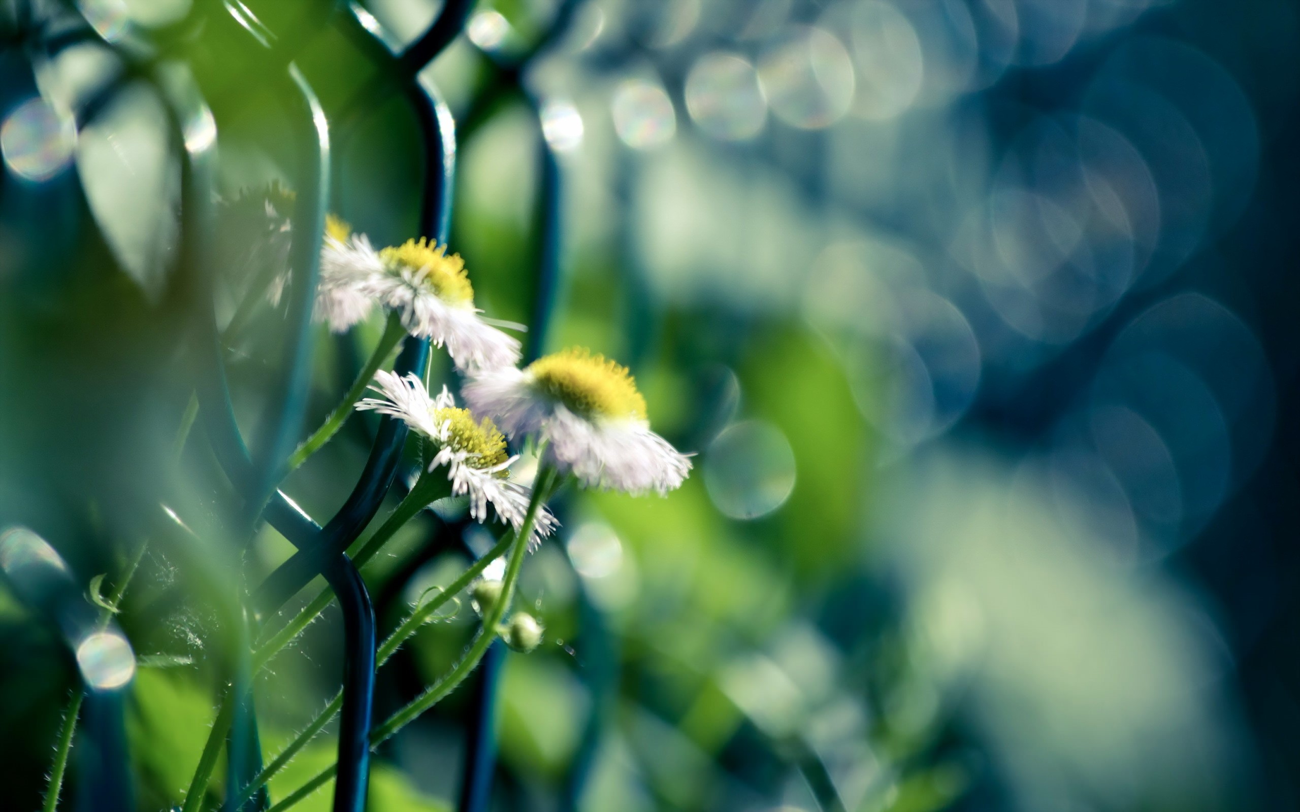 Closeup of white flowers near a fence HD Wallpaper