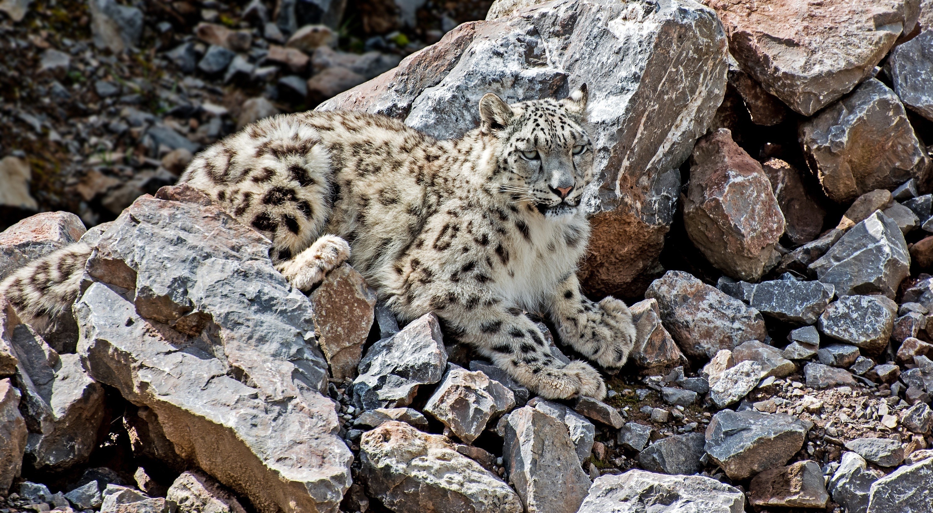 Snow leopard resting on rocks HD Wallpaper