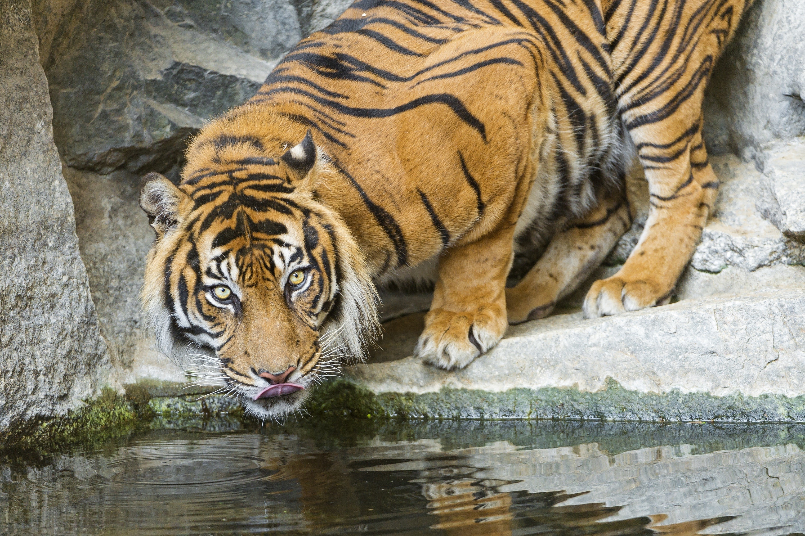 Tiger drinking water from a stream HD Wallpaper