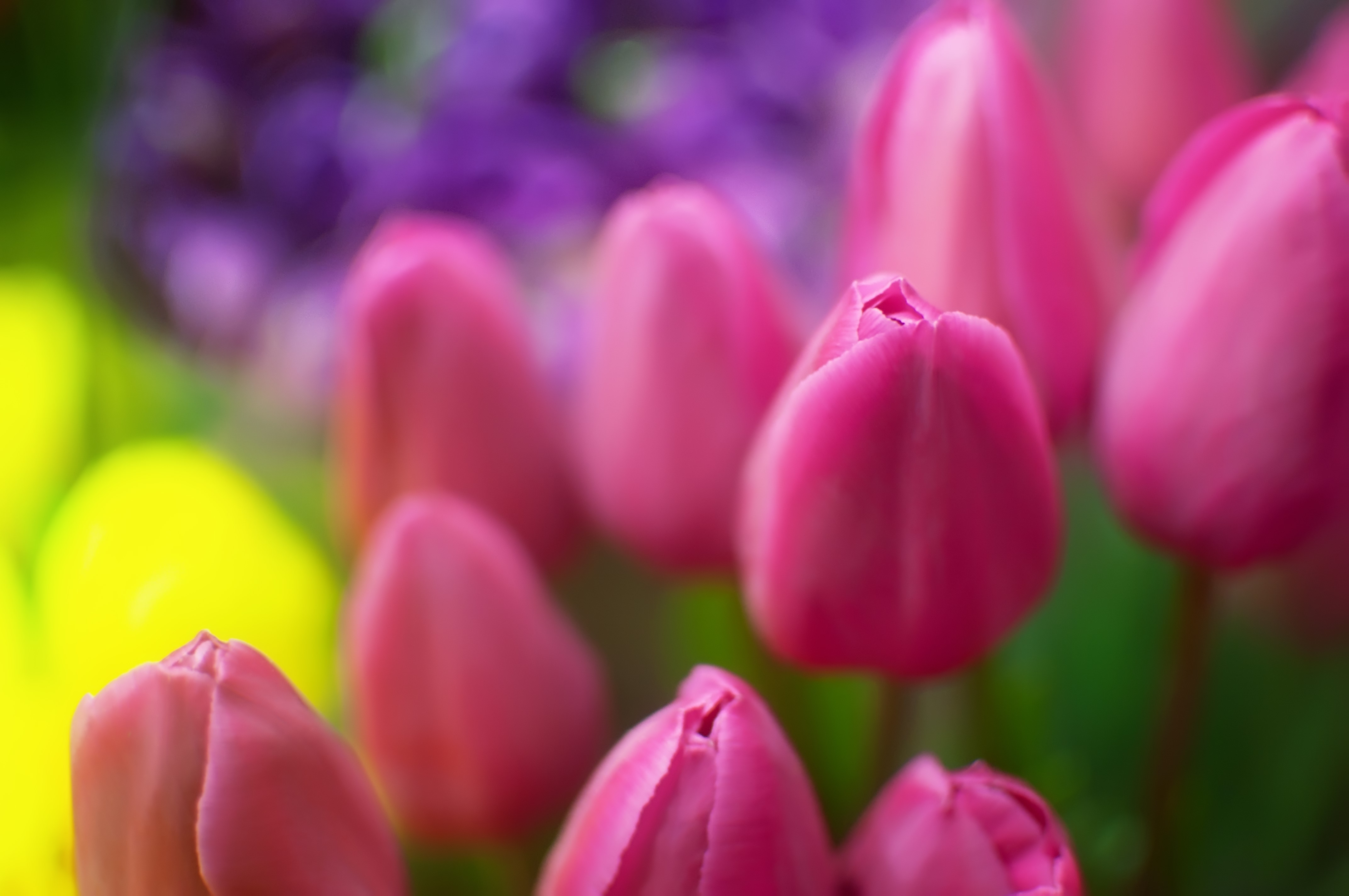4K Pink Tulips HD Wallpaper