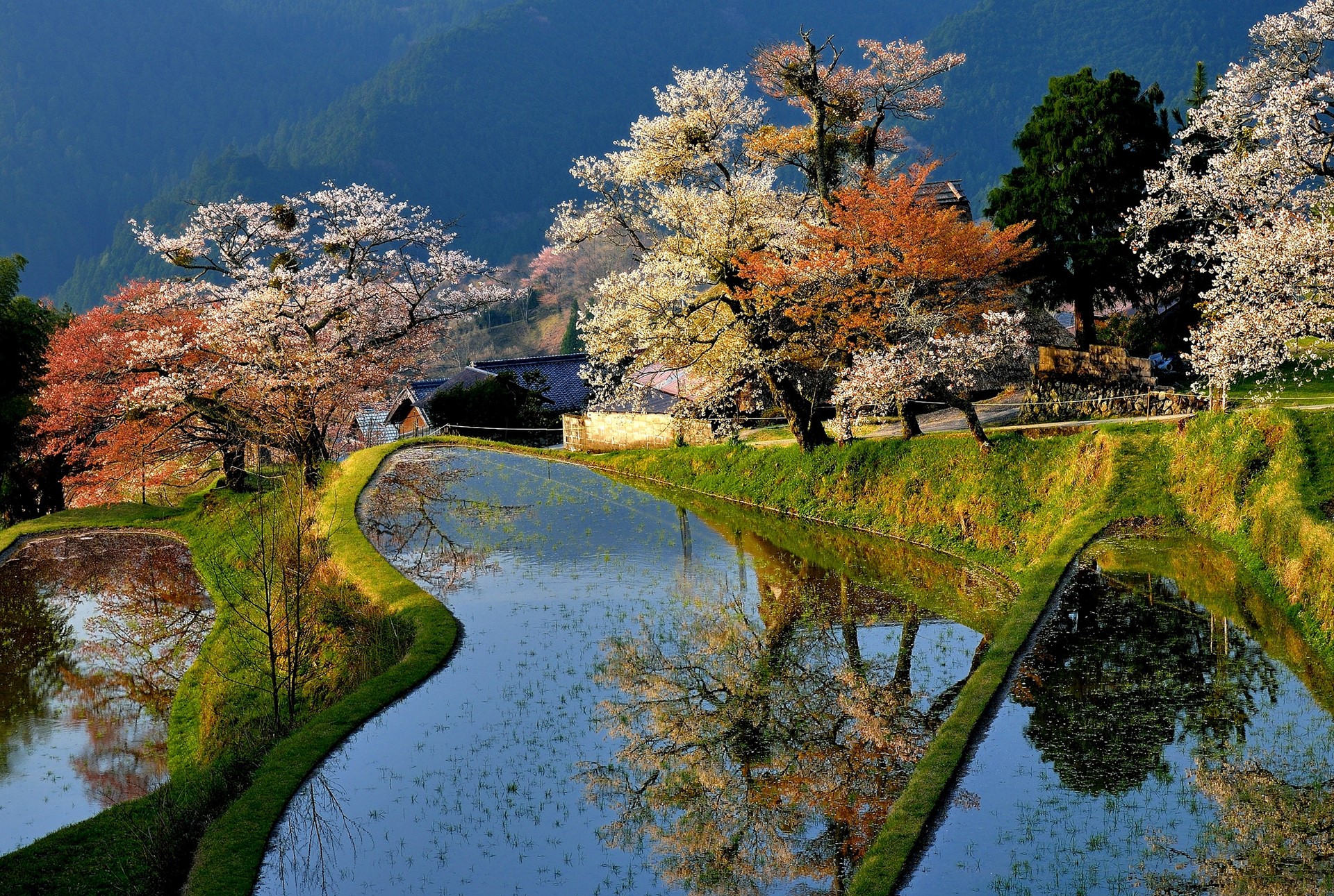 Terraced rice fields with cherry blossoms in bloom HD Wallpaper
