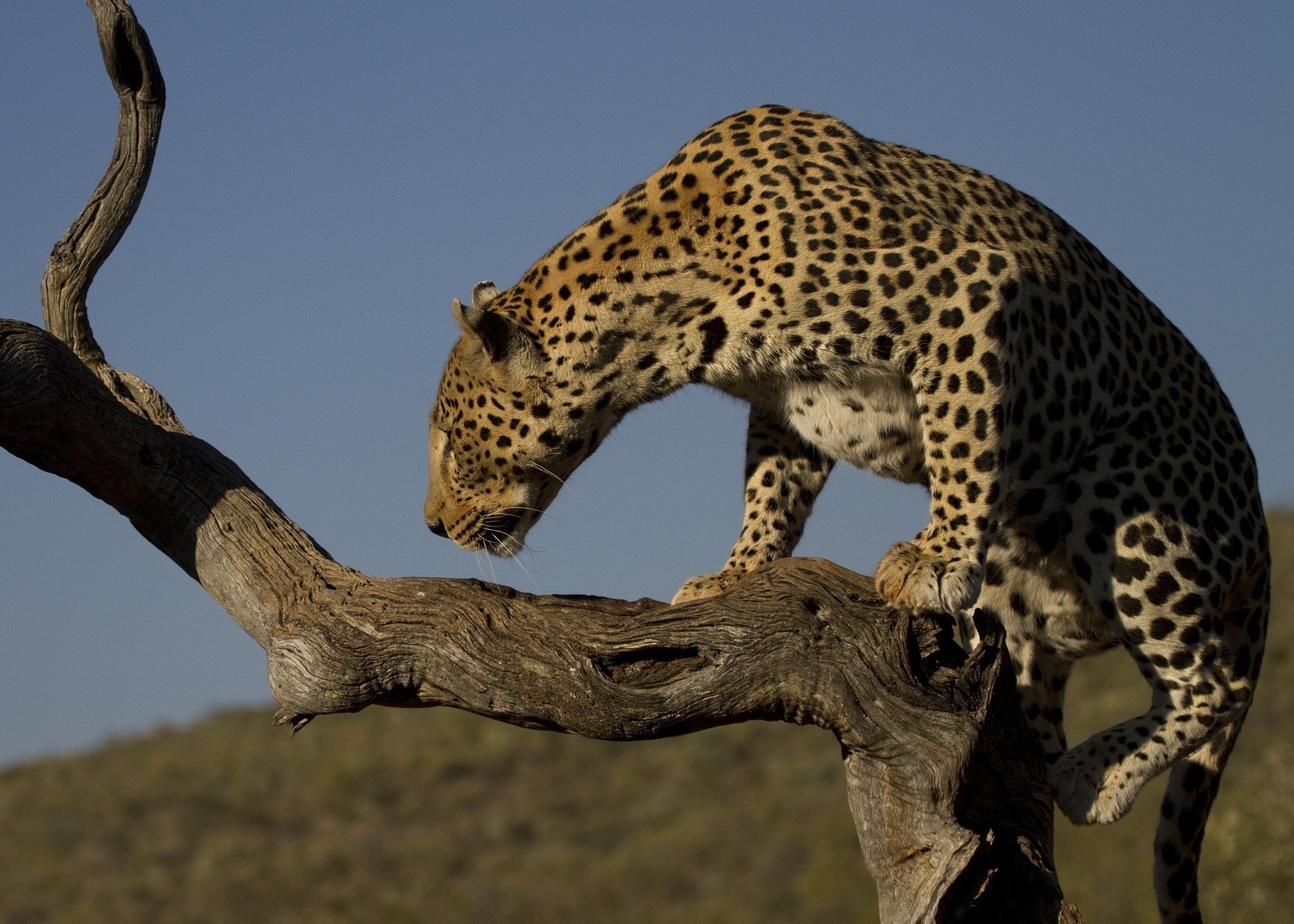Leopard perched on a dead tree branch HD Wallpaper