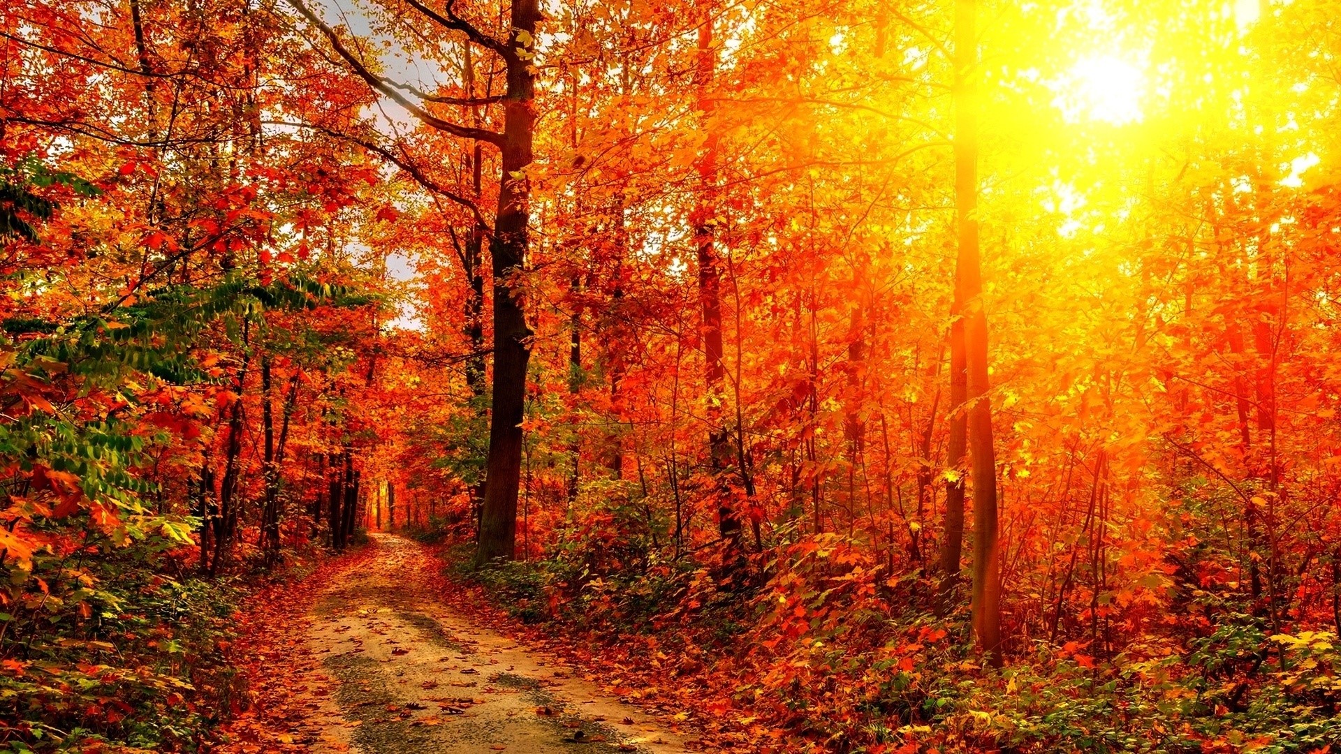 Autumn forest path with sunlit trees HD Wallpaper