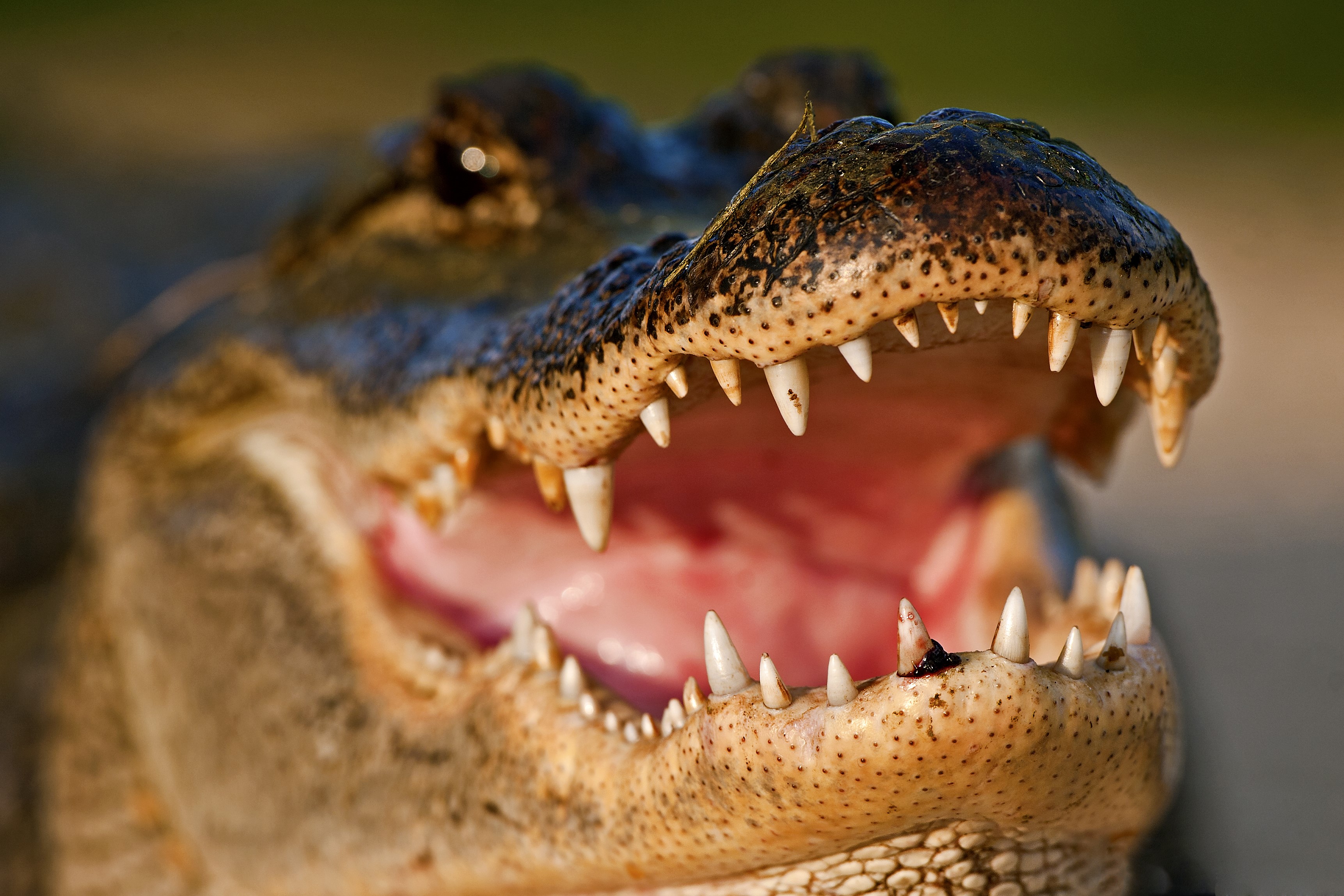 Alligator with mouth open showing teeth HD Wallpaper