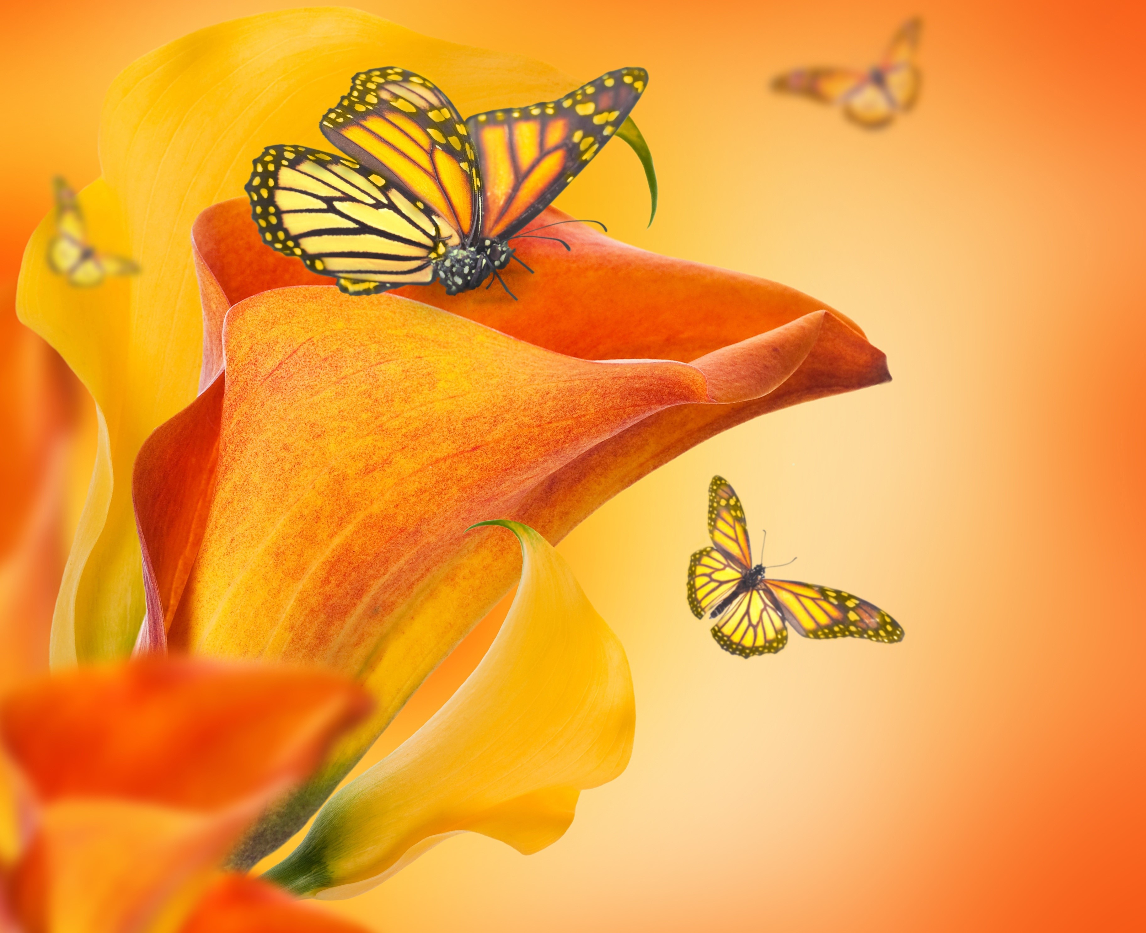 Monarch butterflies on orange calla lilies HD Wallpaper