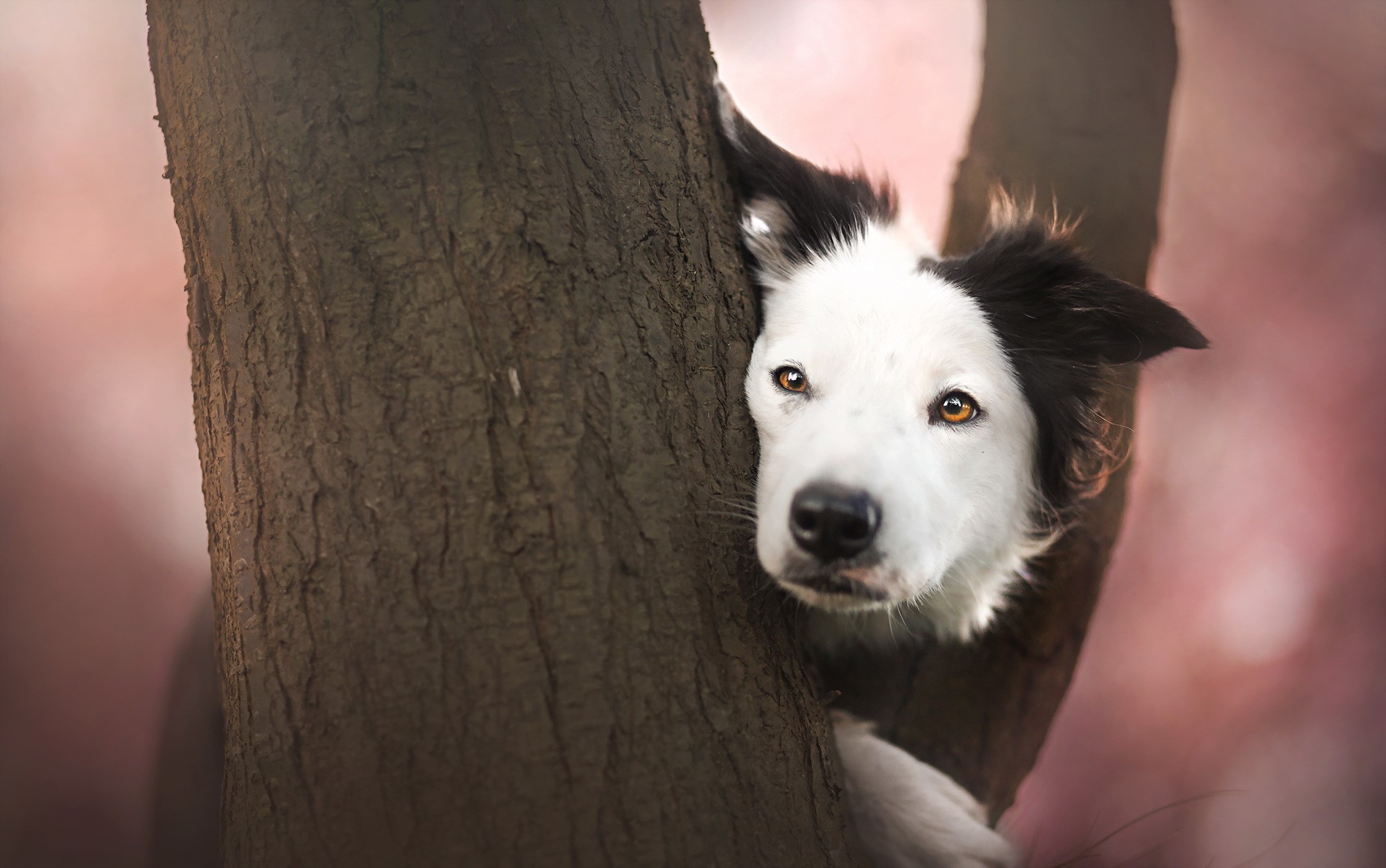 Border Collie peeking from behind a tree trunk HD Wallpaper