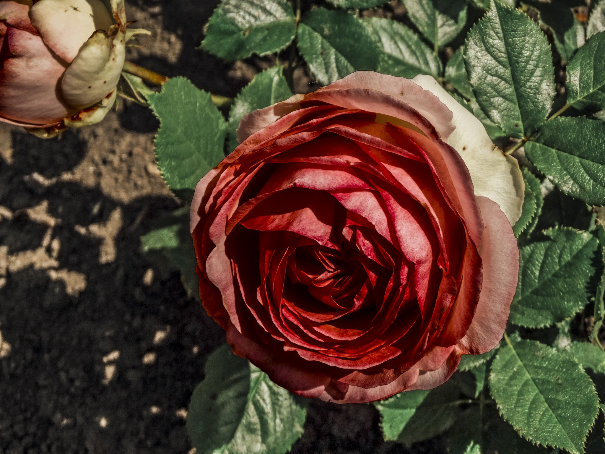 Close-up of a red rose with green leaves HD Wallpaper