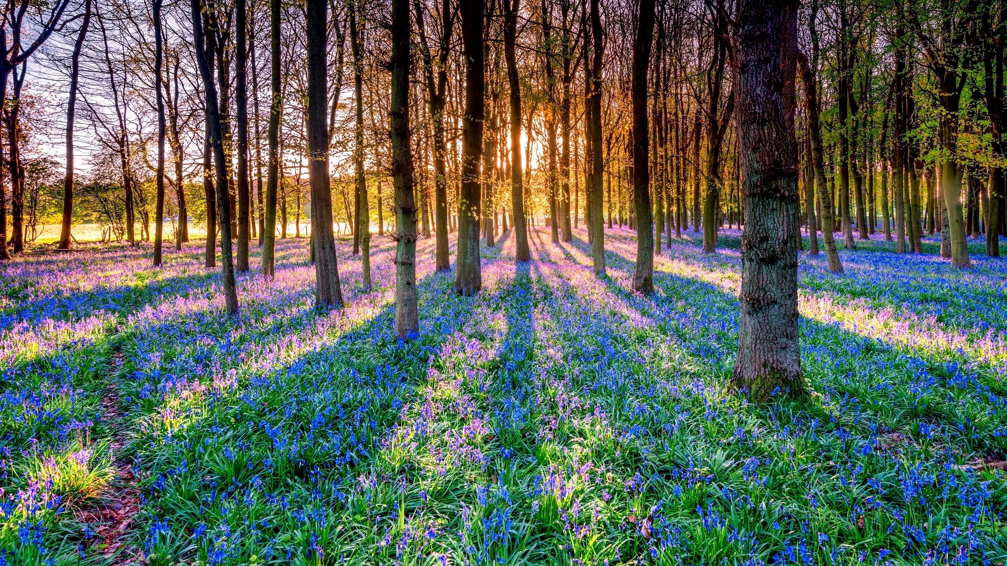 Sunlight filtering through trees in a forest with bluebells HD Wallpaper