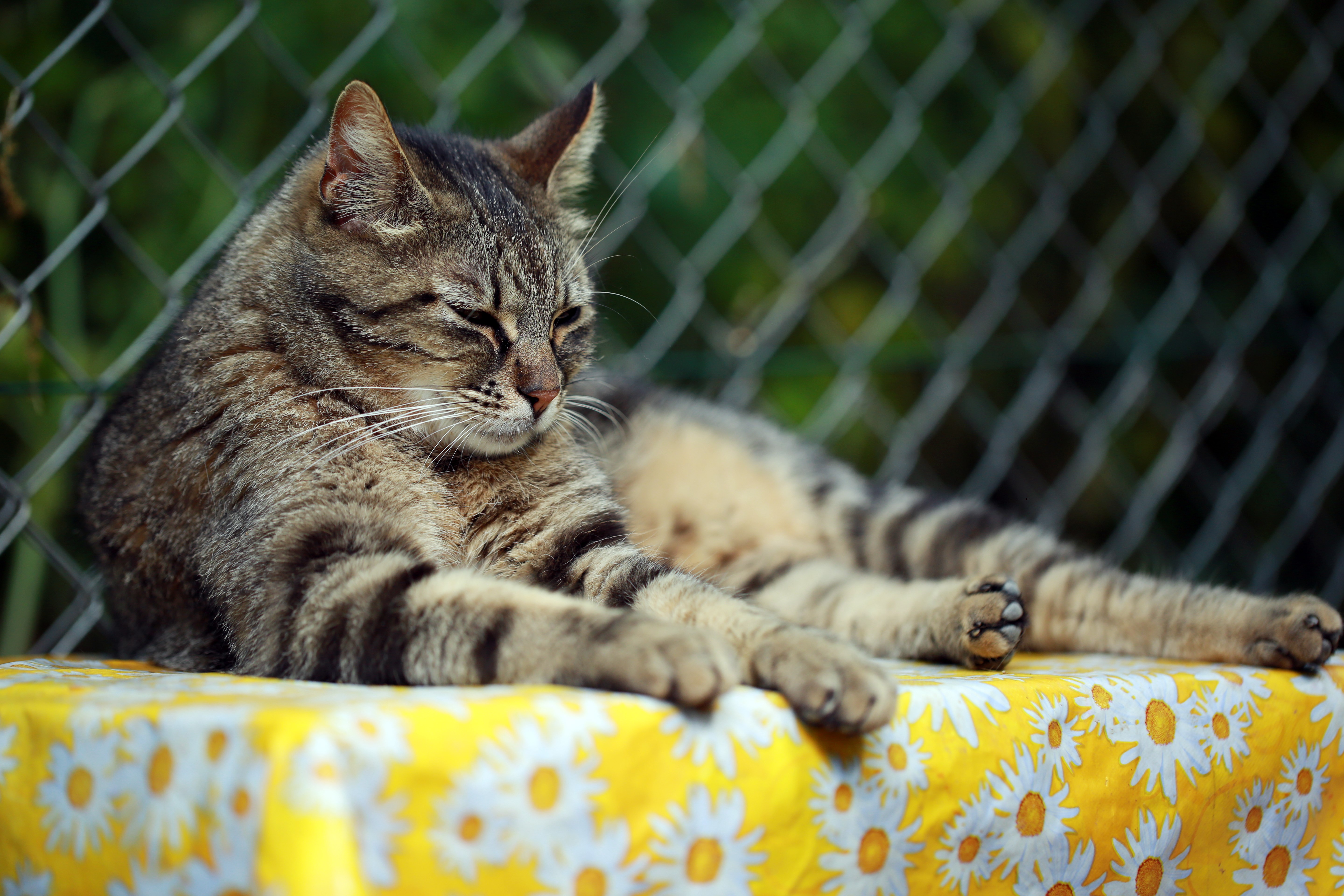 Tabby cat lying on a yellow tablecloth HD Wallpaper