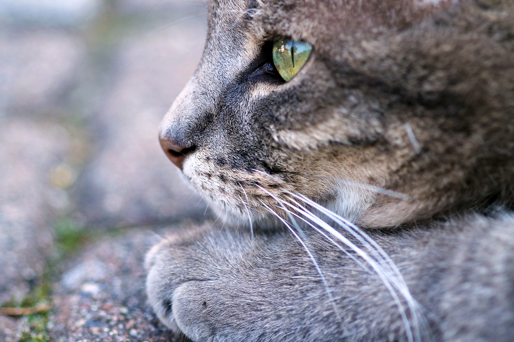 Close-up of a cat's face with green eyes HD Wallpaper