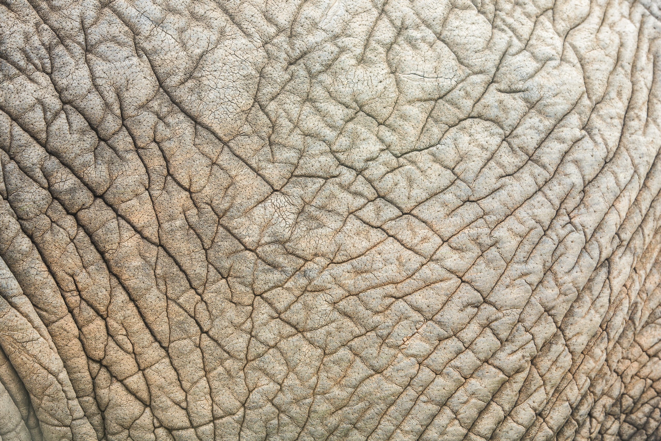 Close-up of Elephant Skin Texture HD Wallpaper