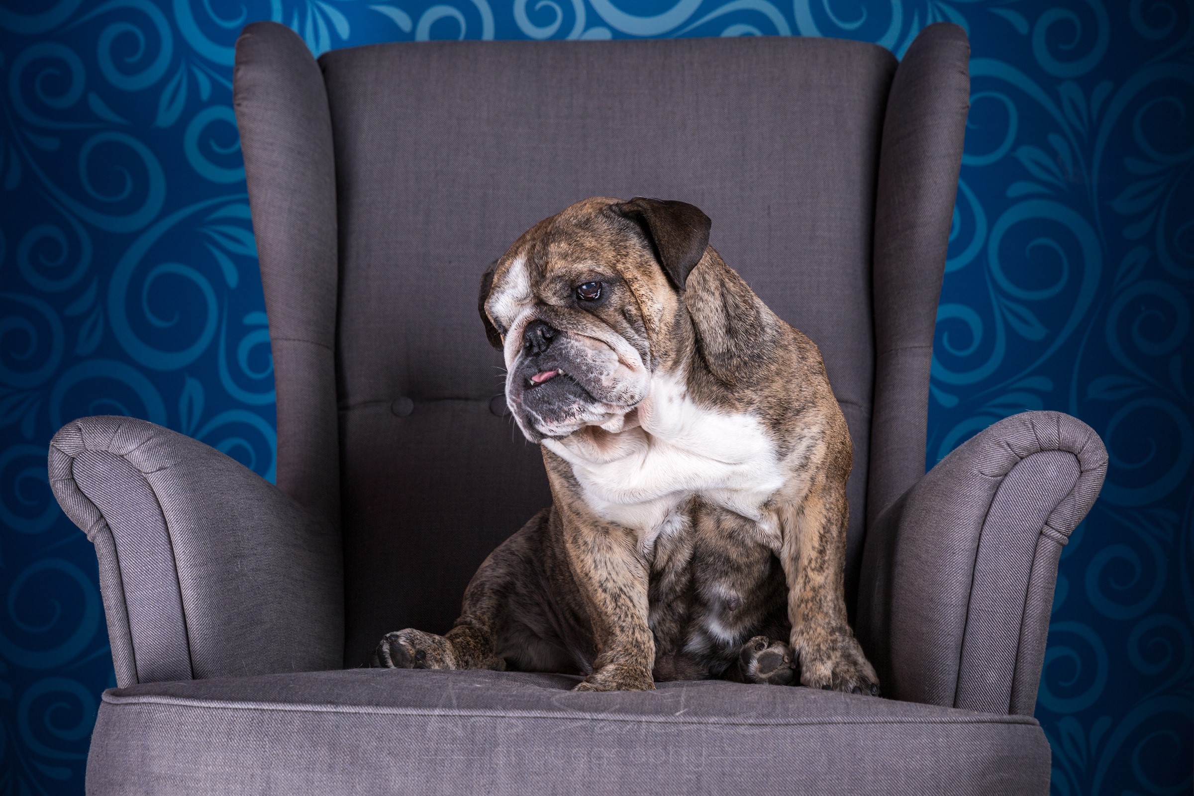 Brindle Bulldog sitting in an armchair HD Wallpaper