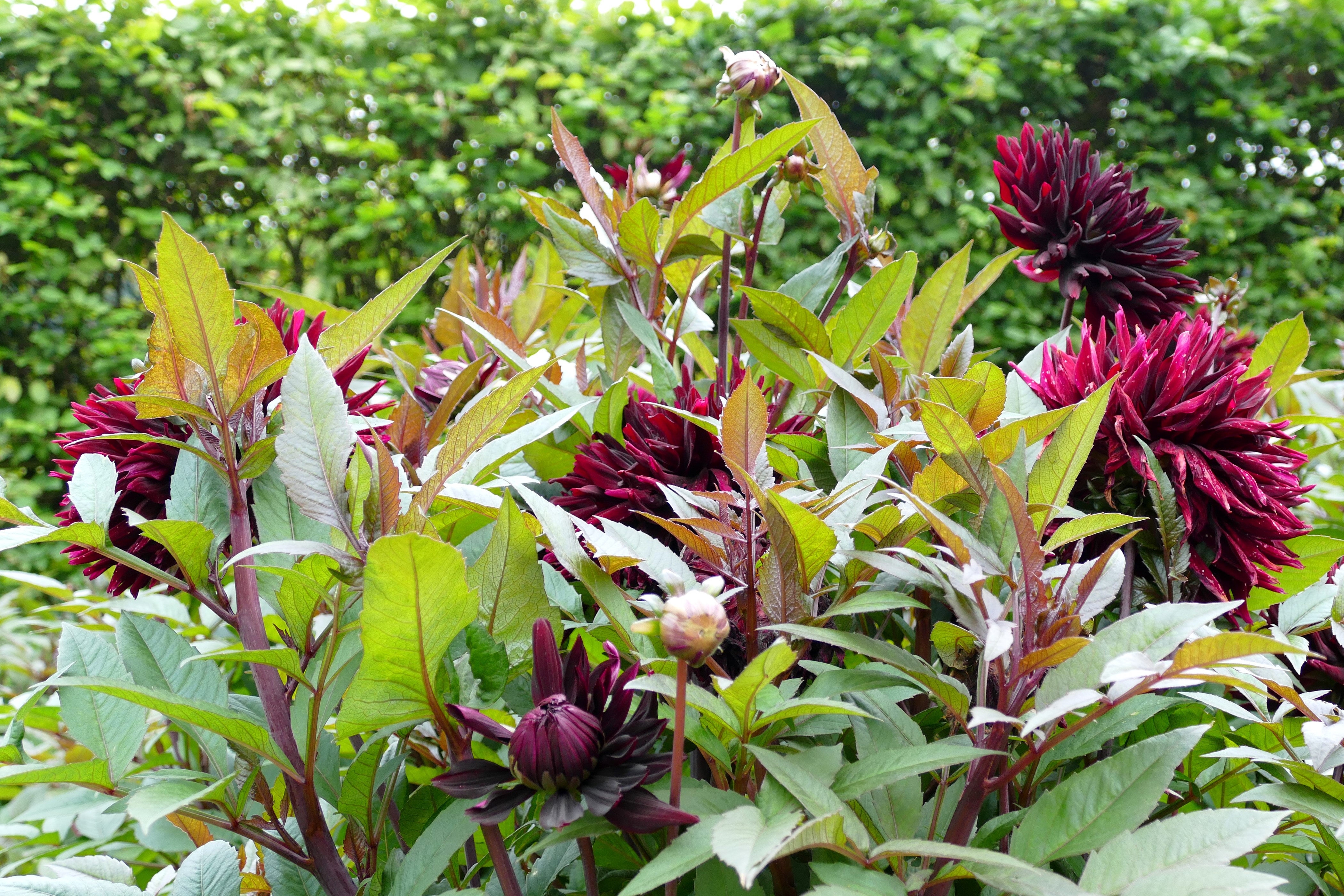 Wine color Dahlias with buds HD Wallpaper