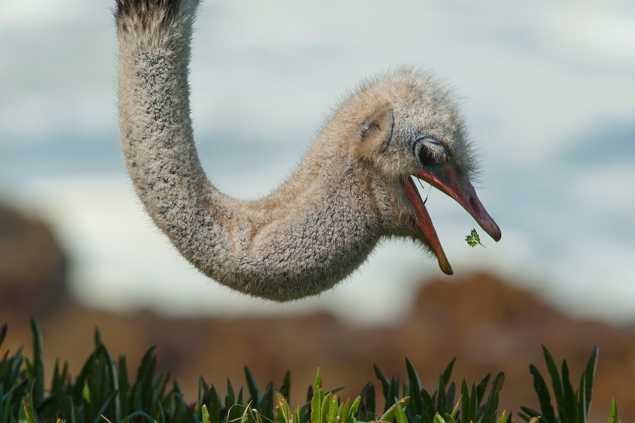 Ostrich chick eating a green leaf HD Wallpaper