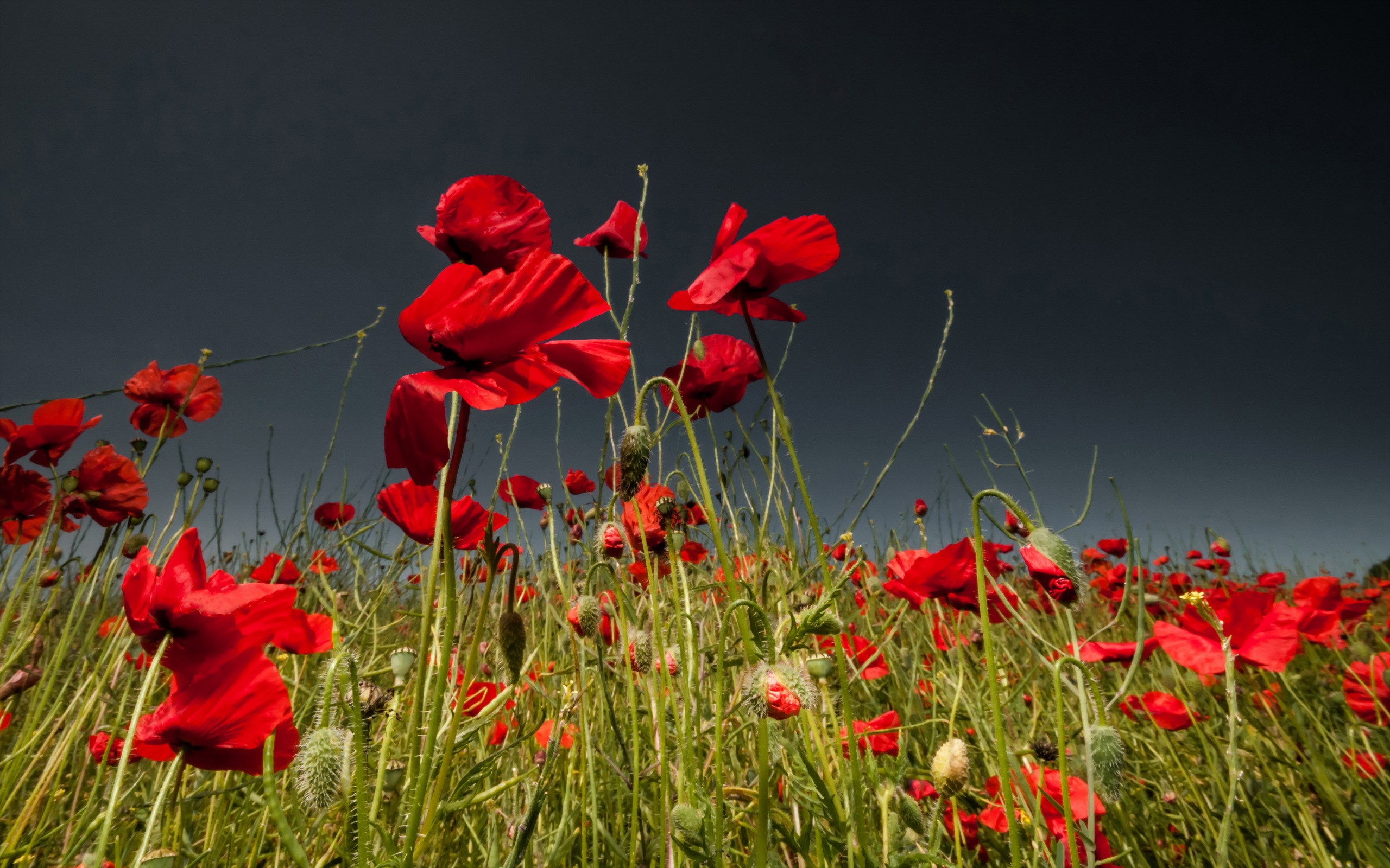 Field of red poppies under a dark sky HD Wallpaper
